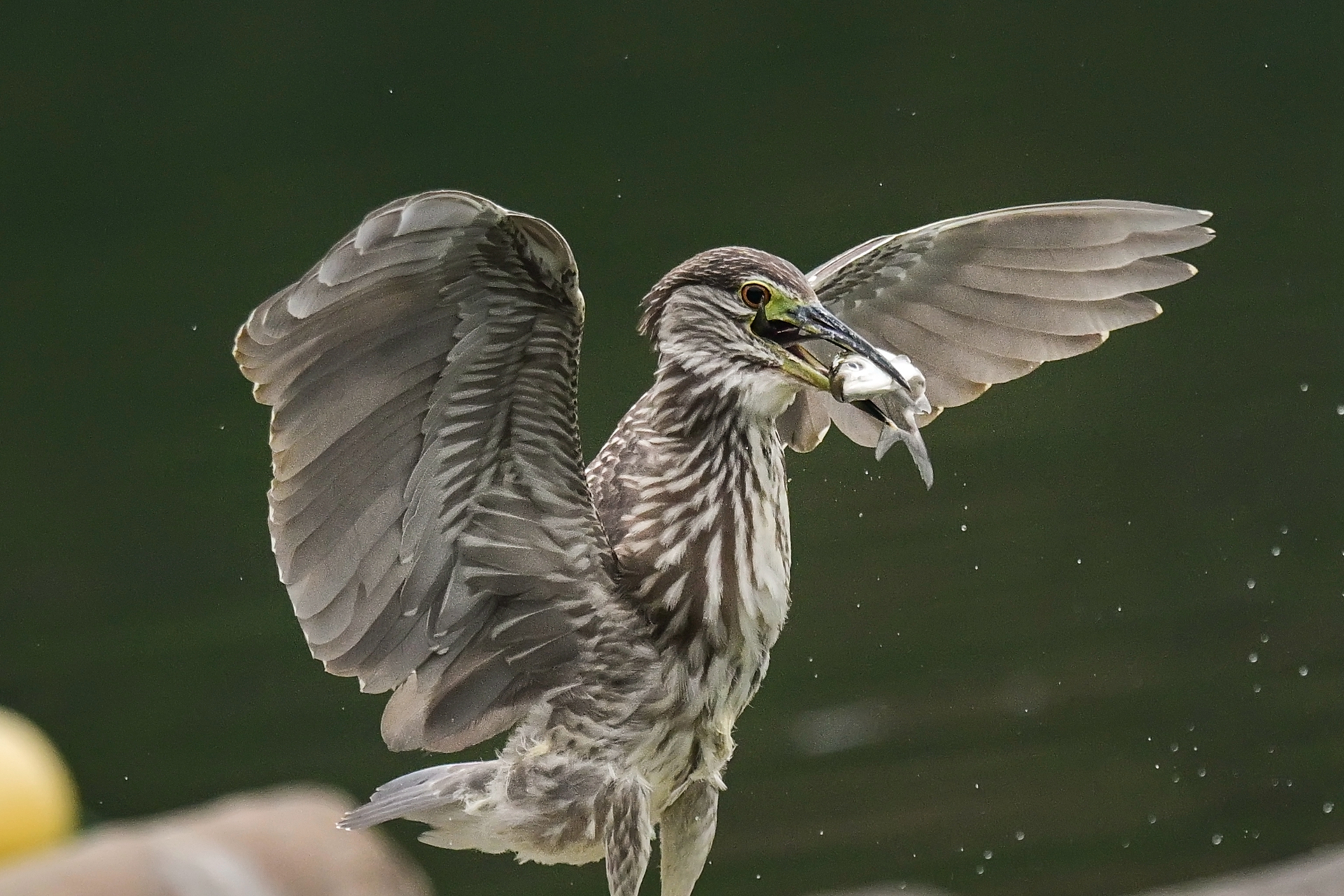 绿鹭干饭 (4).jpg