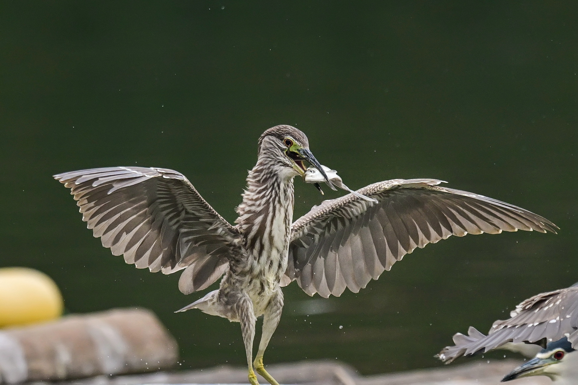 绿鹭干饭 (3).jpg