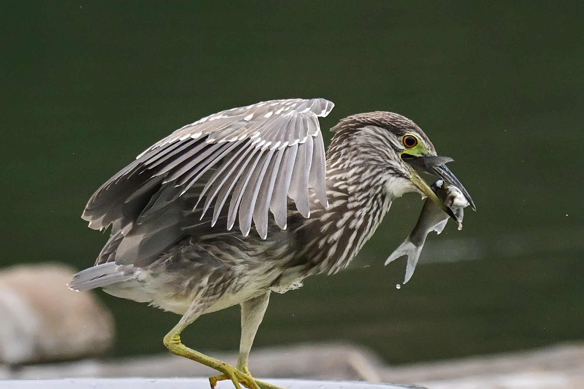 绿鹭干饭 (7).jpg