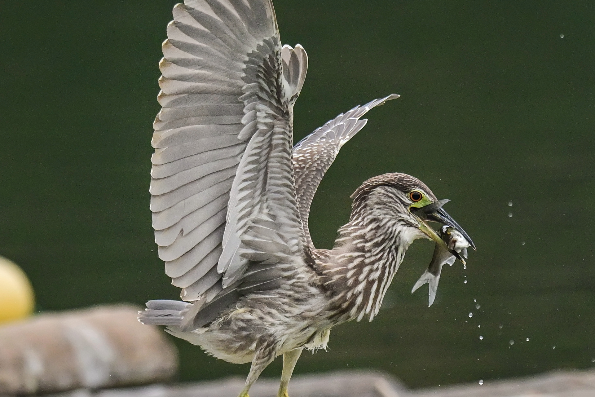 绿鹭干饭 (6).jpg