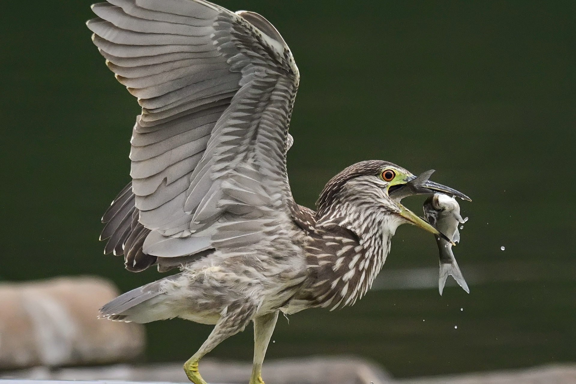 绿鹭干饭 (8).jpg