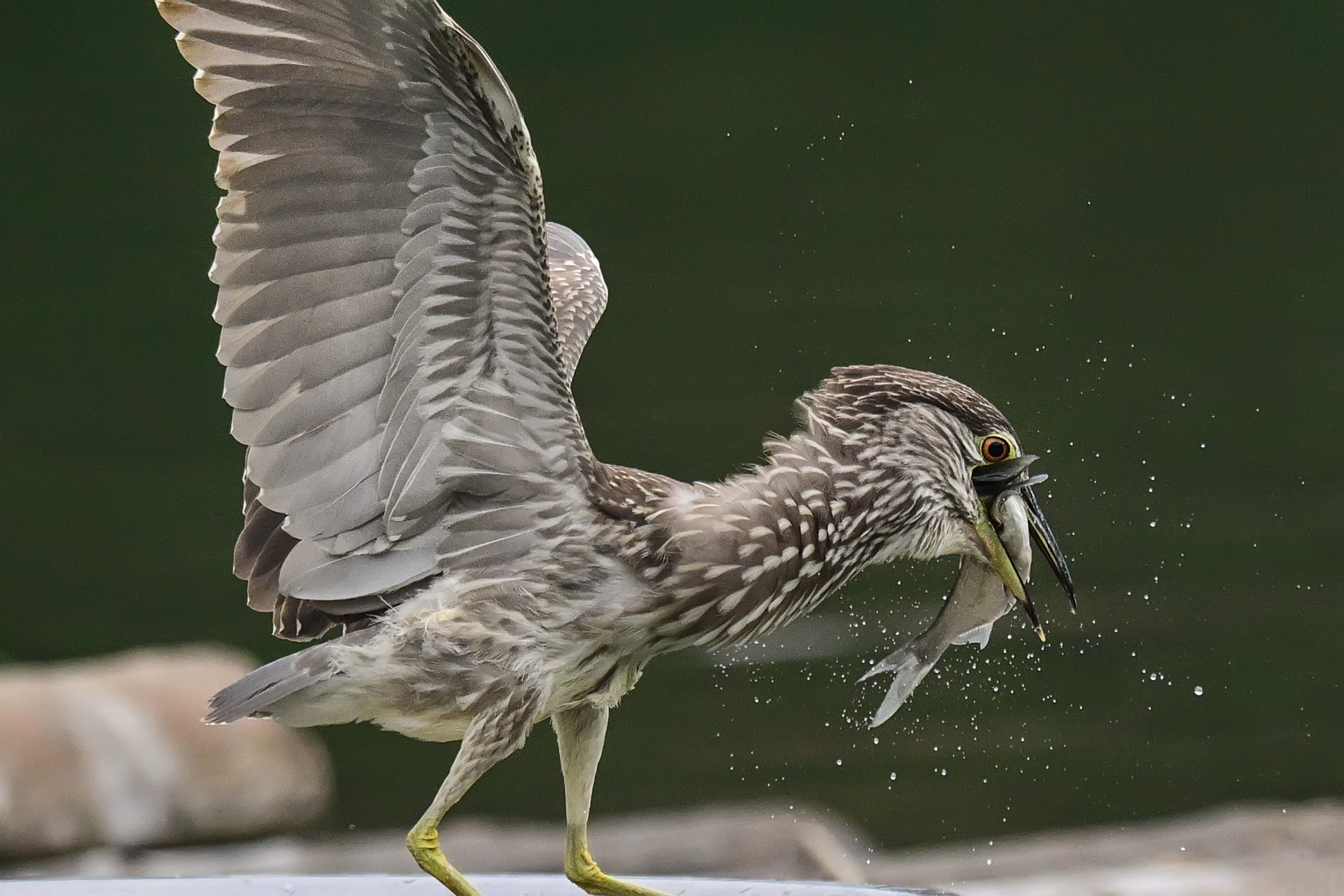 绿鹭干饭 (9).jpg