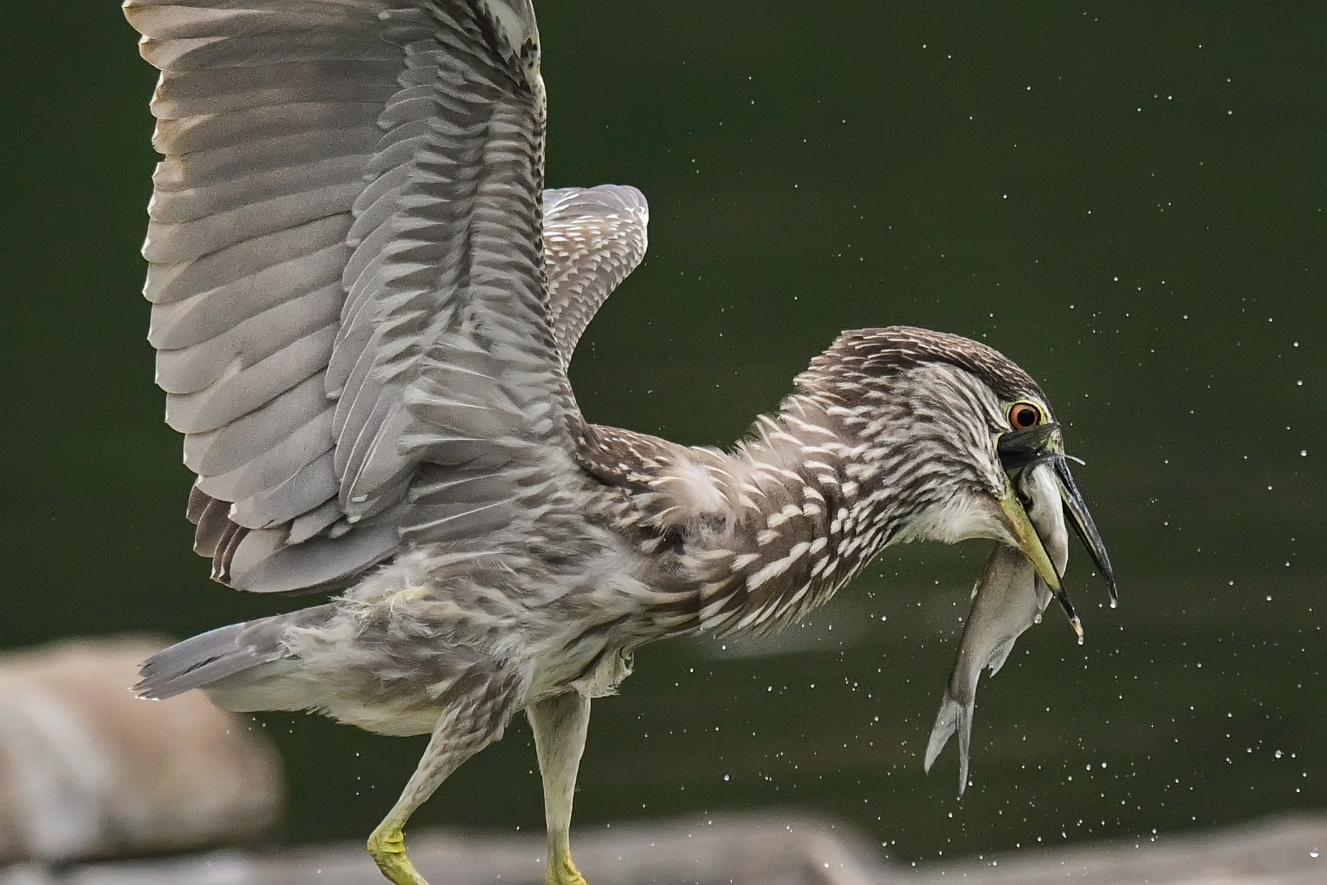 绿鹭干饭 (10).jpg