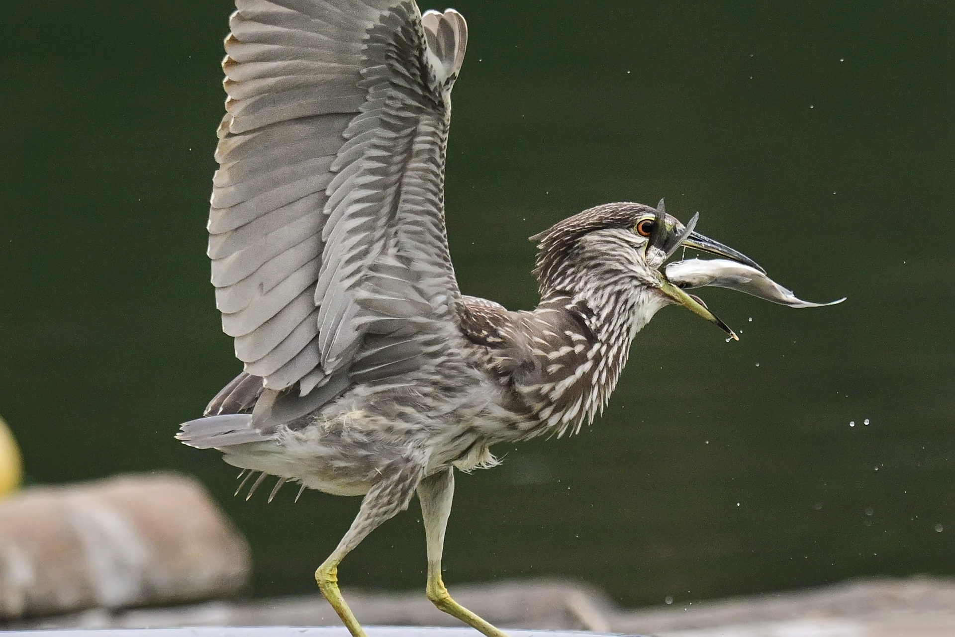 绿鹭干饭 (11).jpg