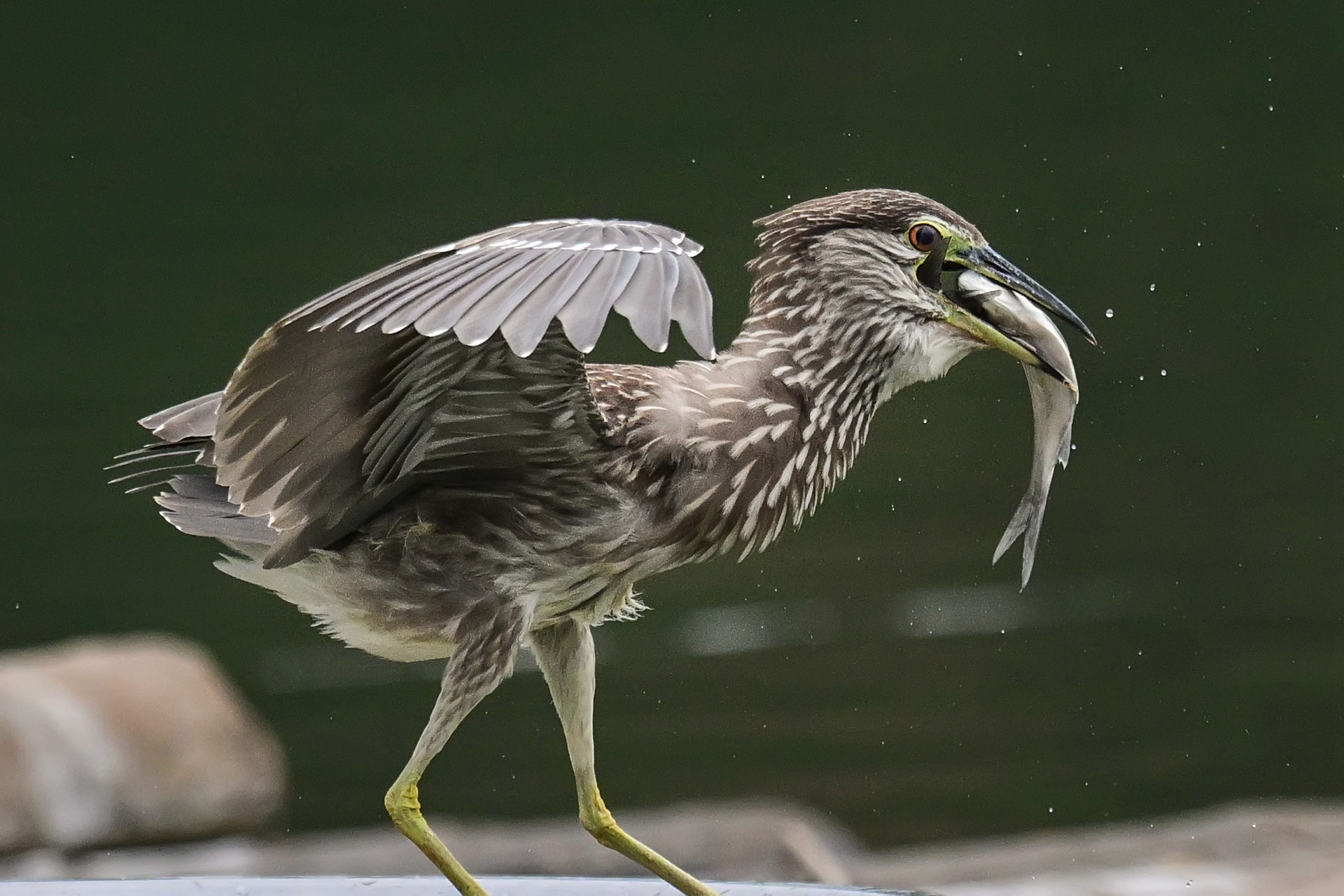 绿鹭干饭 (12).jpg