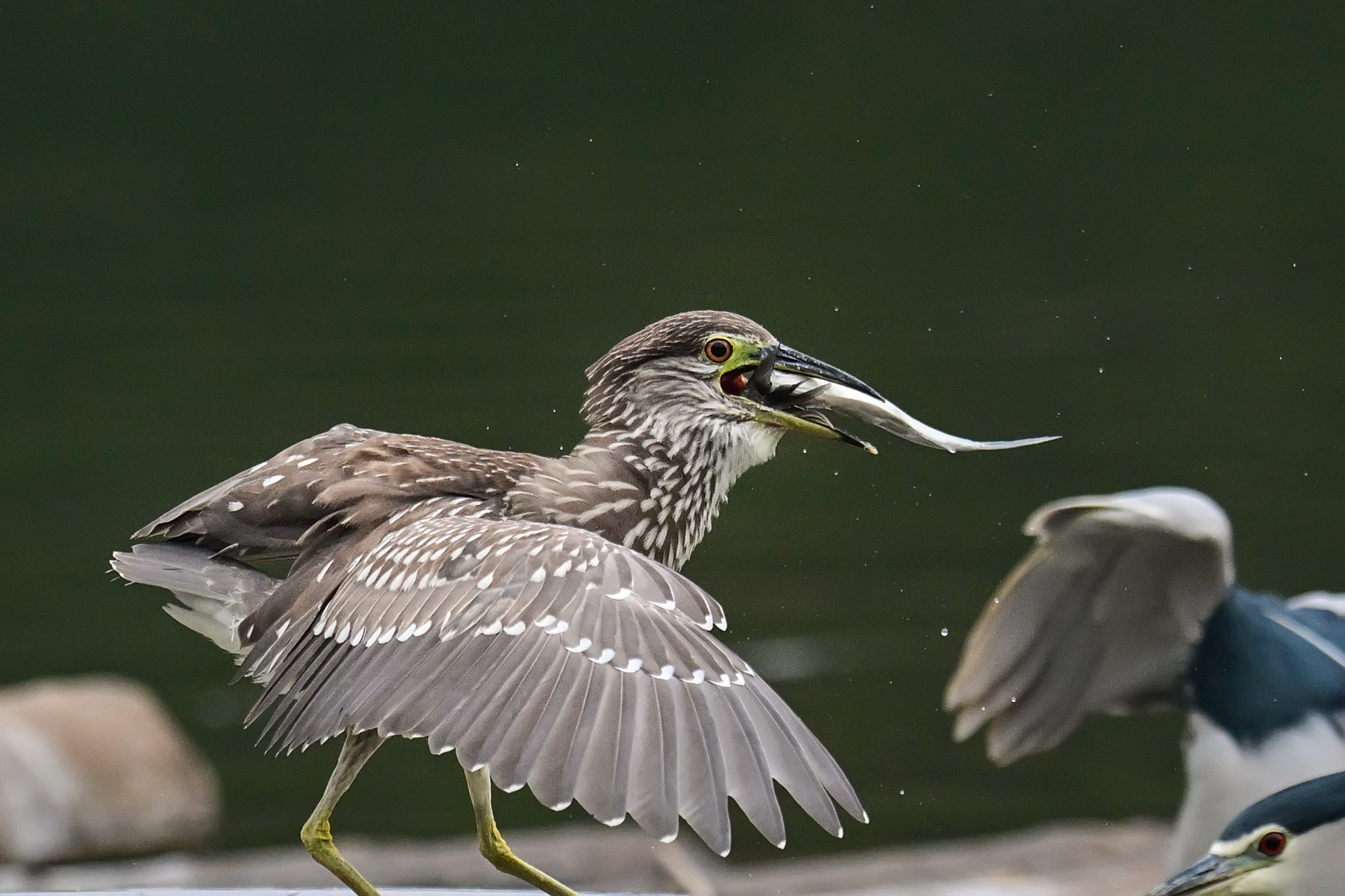 绿鹭干饭 (13).jpg