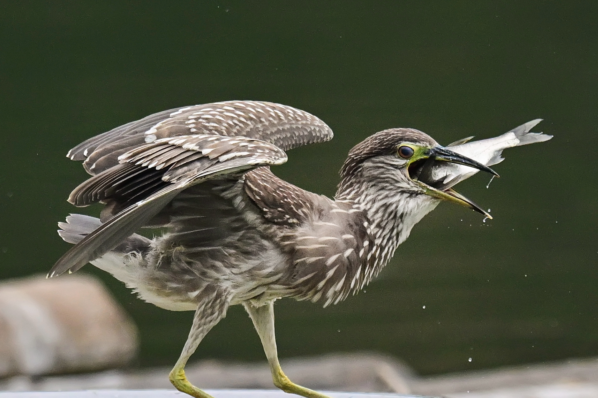 绿鹭干饭 (14).jpg