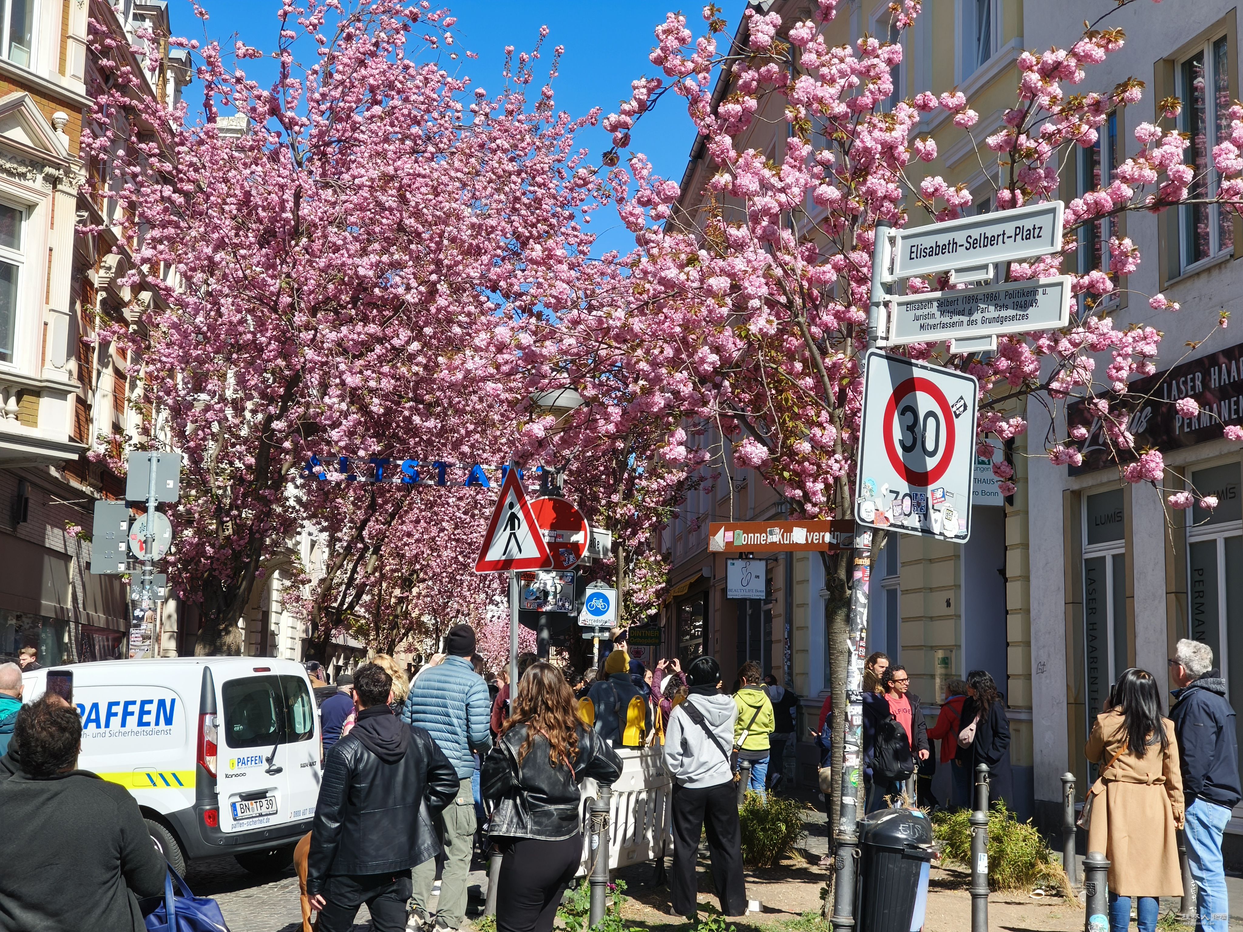 在波恩赏樱花