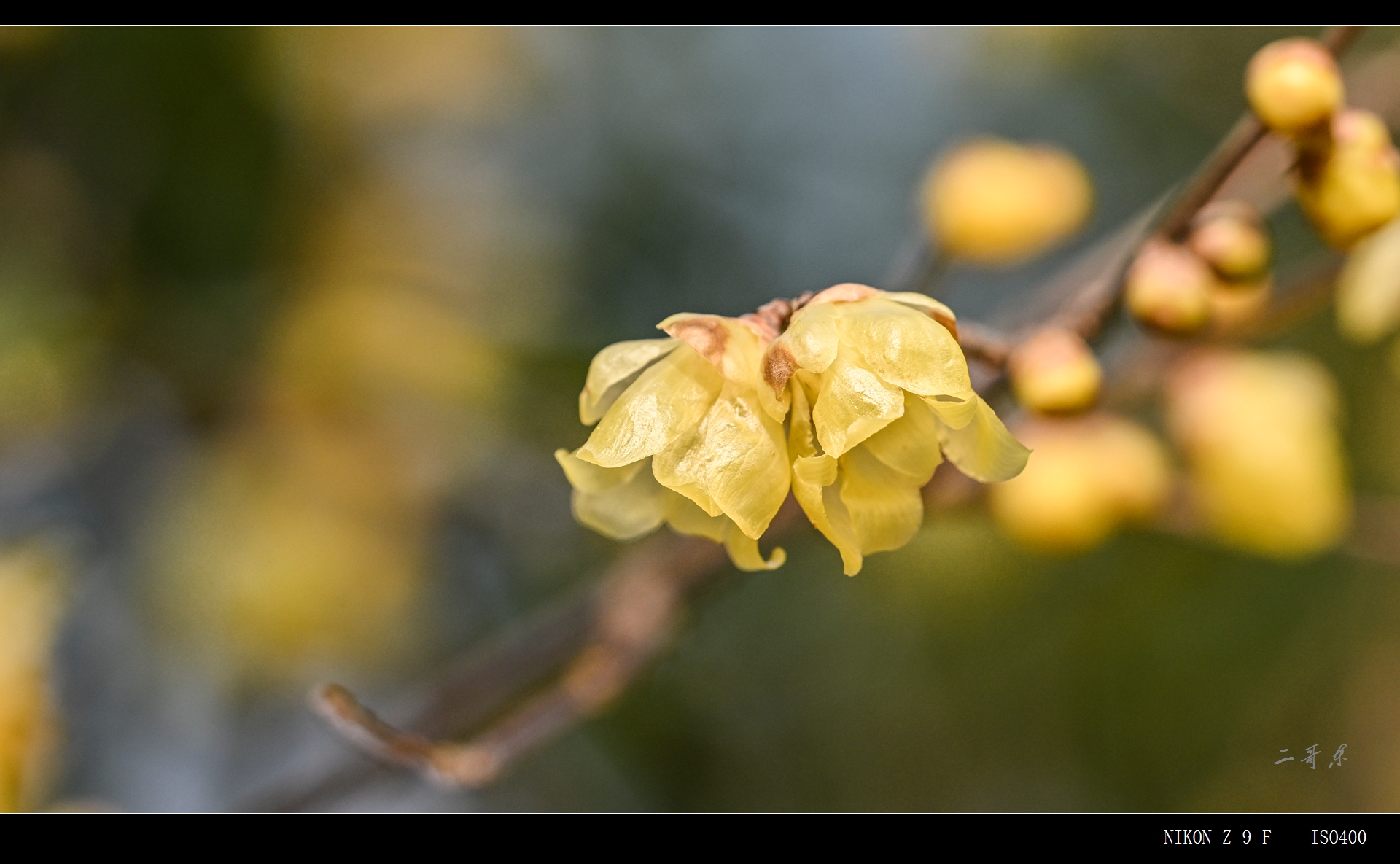 suxinlamei  (10).jpg