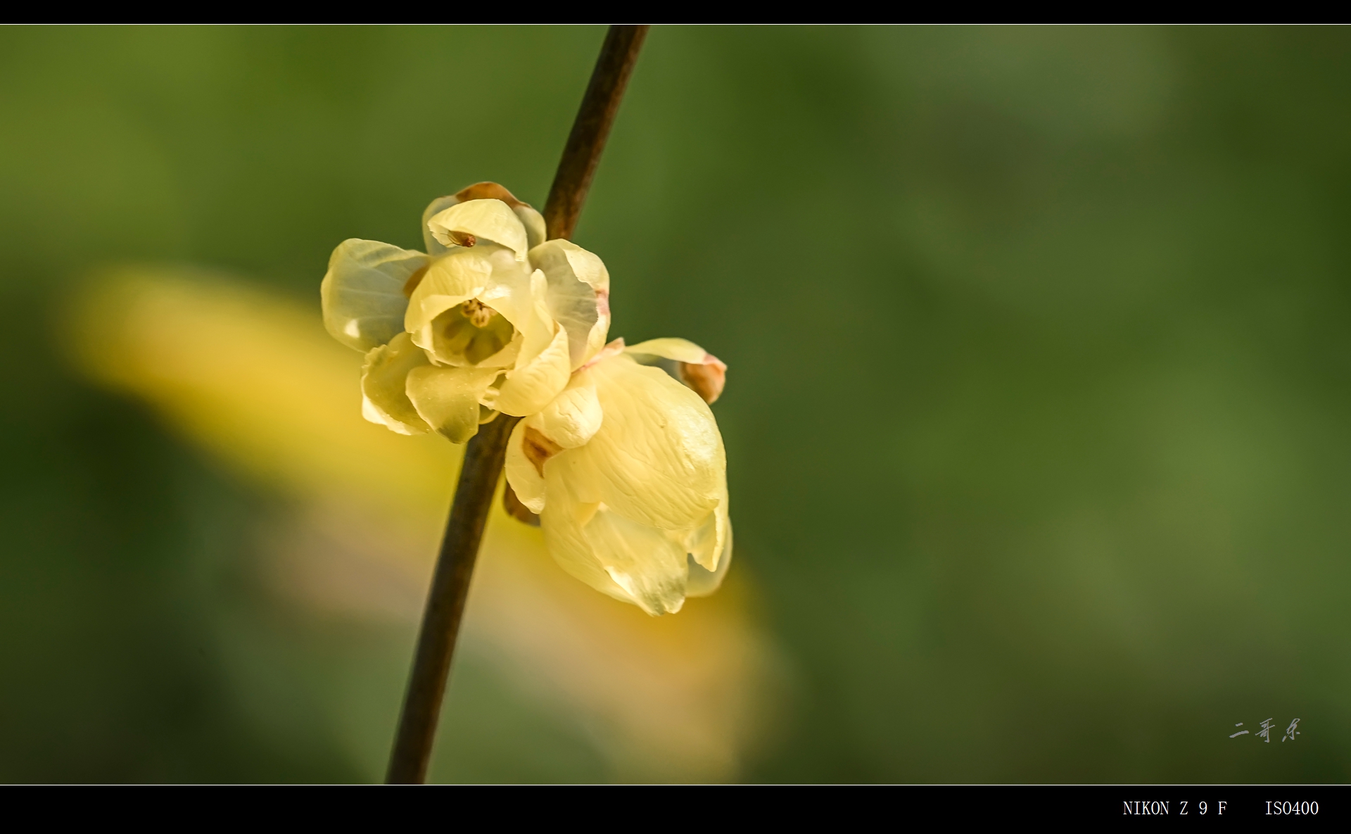 suxinlamei  (11).jpg