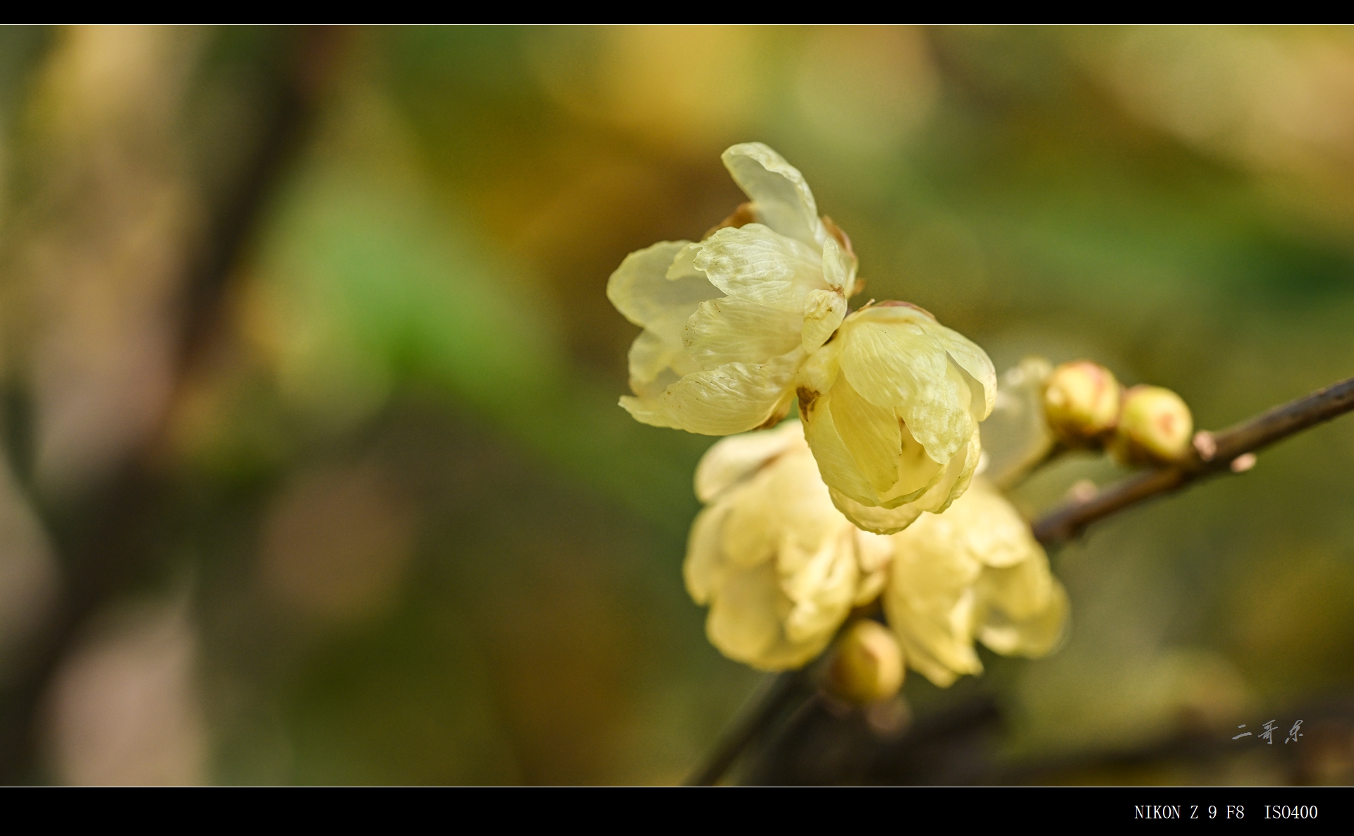 suxinlamei  (12).jpg