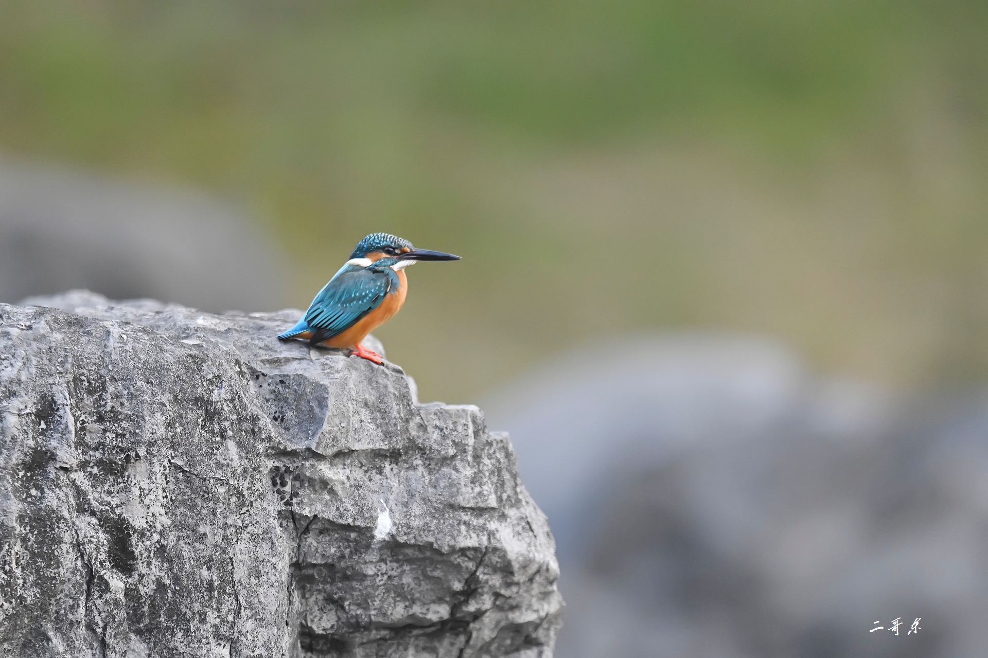 小翠起飞瞬间连拍 (1).jpg