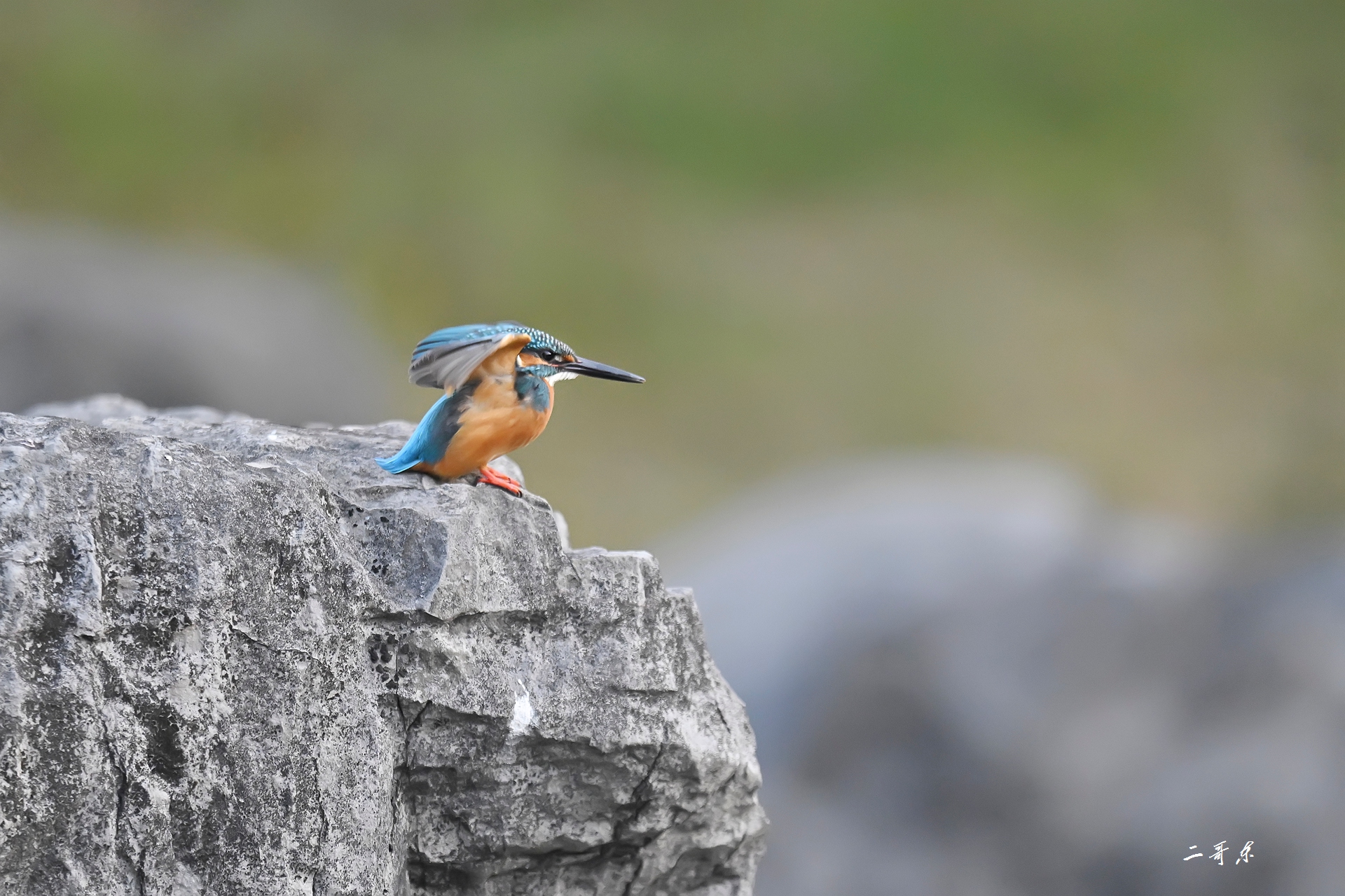 小翠起飞瞬间连拍 (2).jpg
