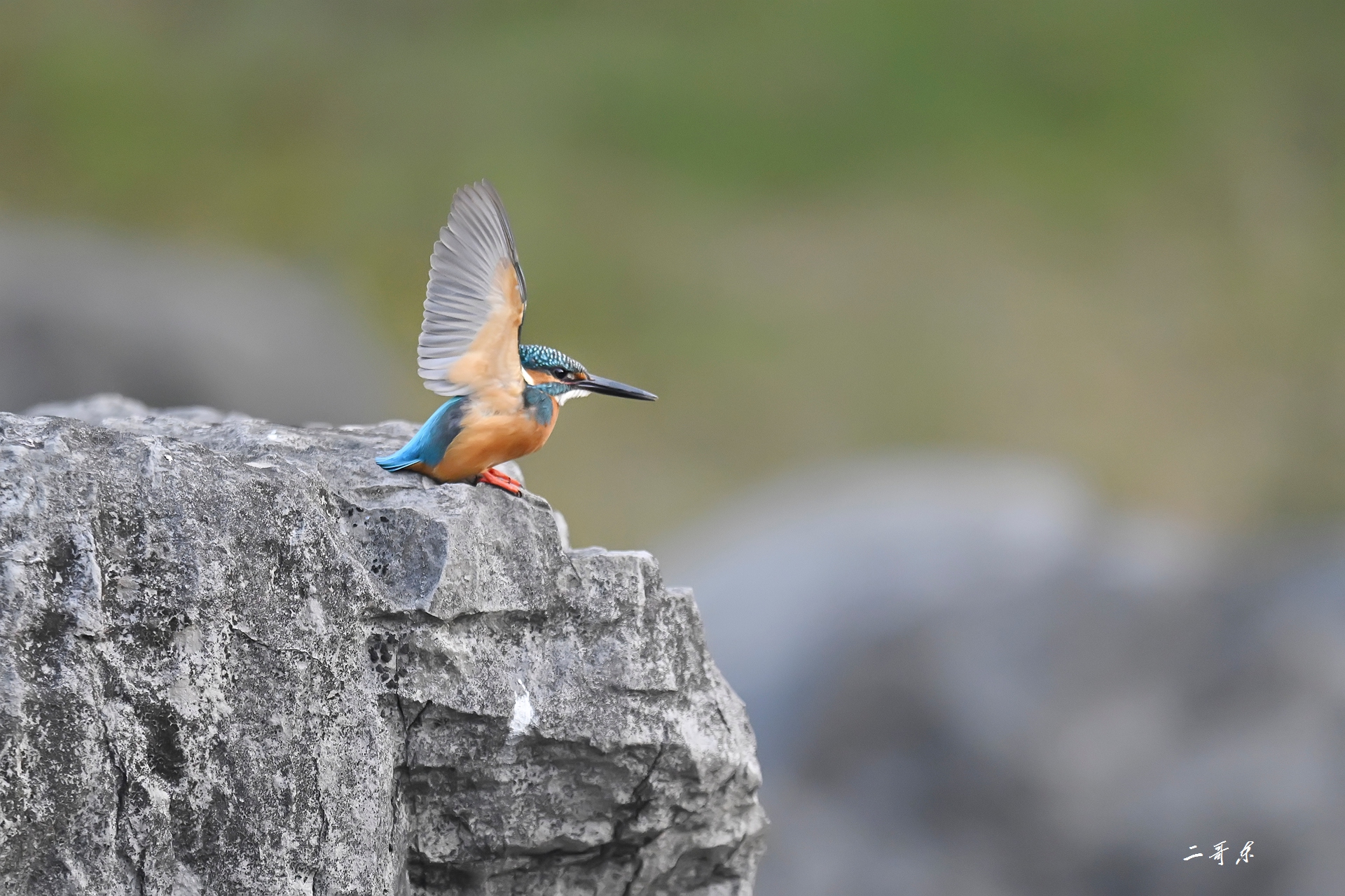 小翠起飞瞬间连拍 (3).jpg