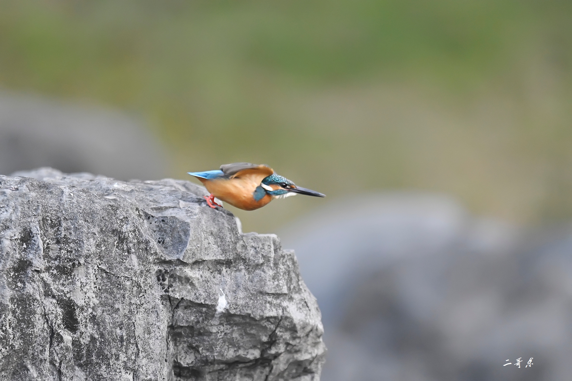 小翠起飞瞬间连拍 (6).jpg