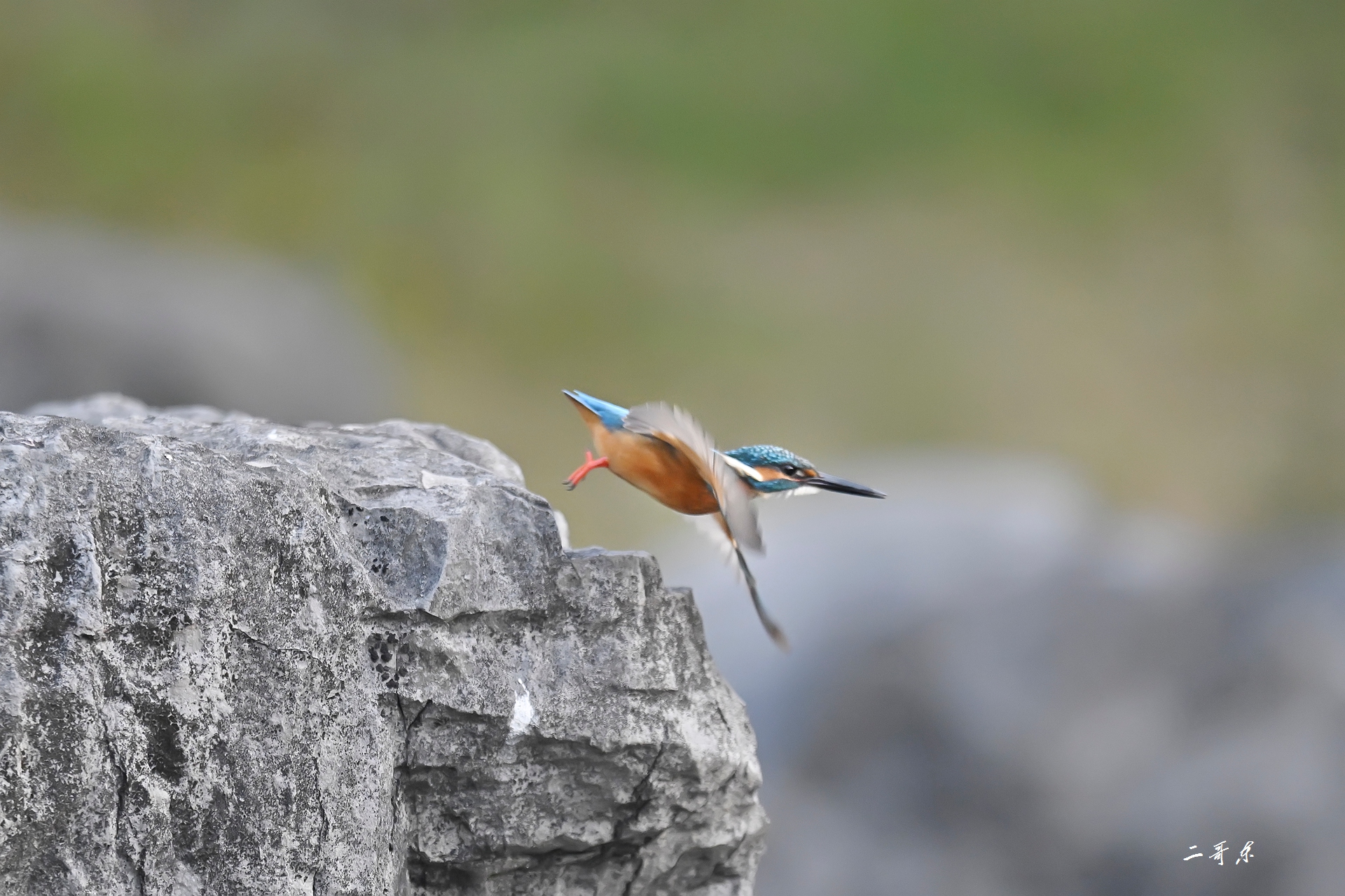 小翠起飞瞬间连拍 (8).jpg