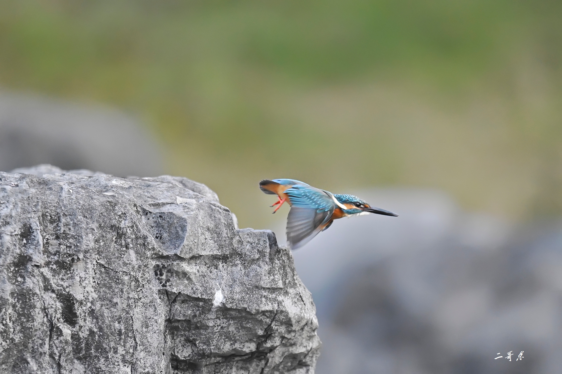 小翠起飞瞬间连拍 (9).jpg