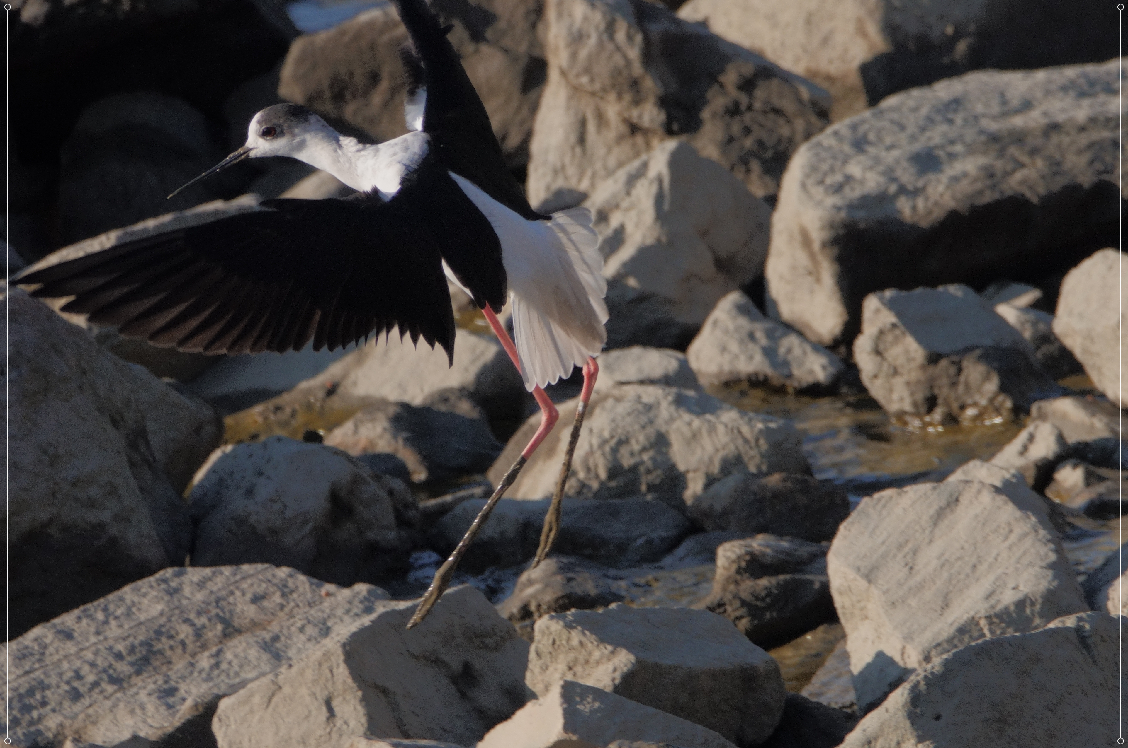 DSC05099 - 副本.JPG