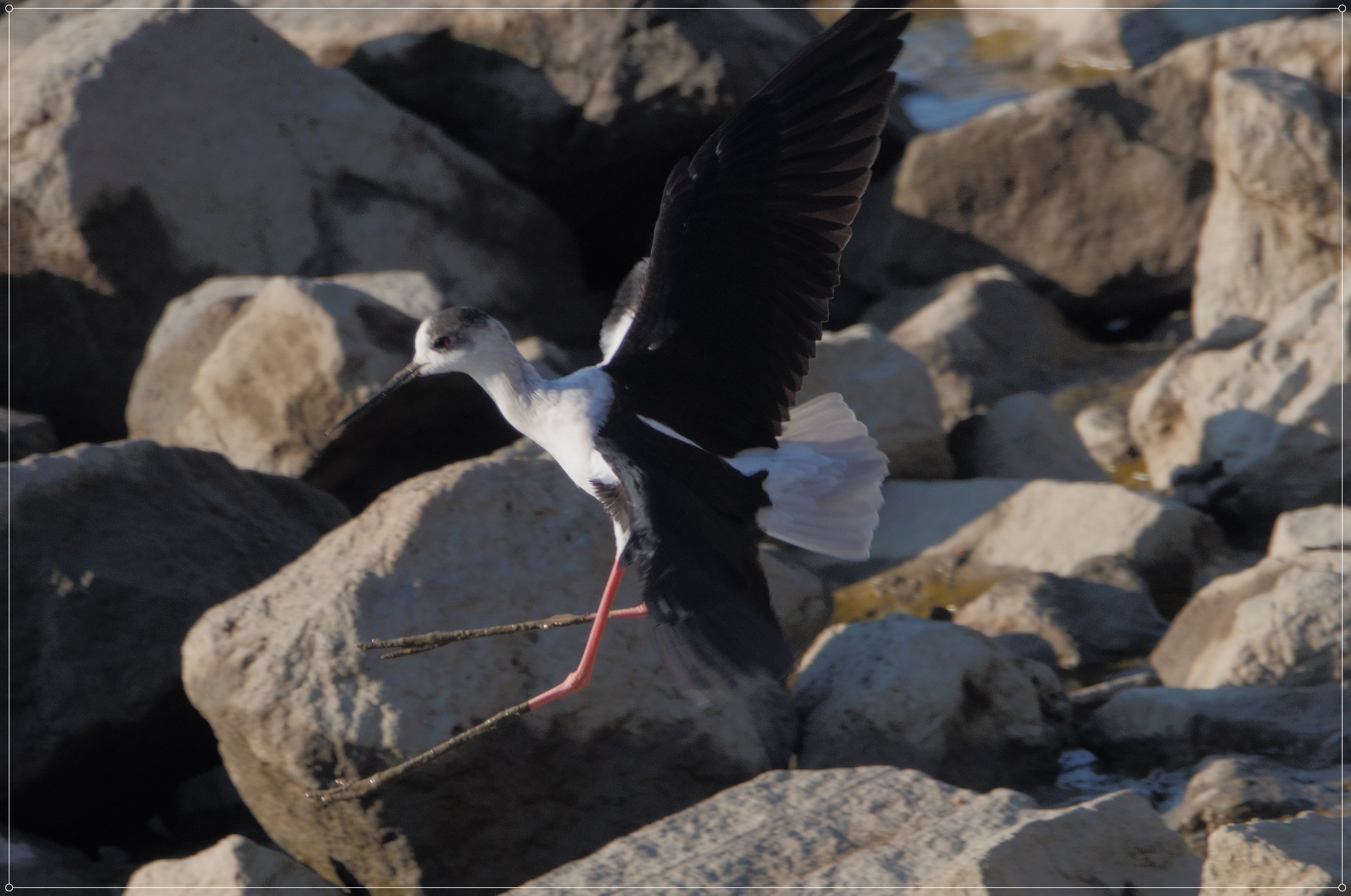 DSC05102 - 副本.JPG