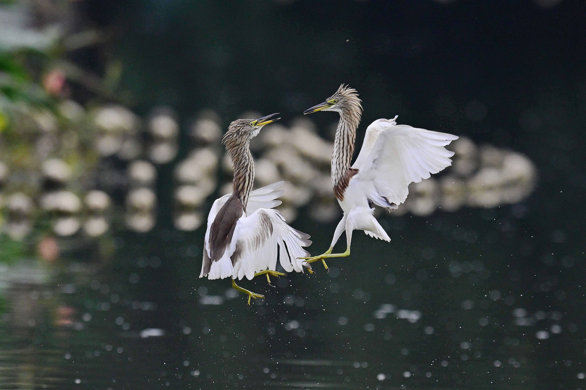 摄影师精华 (1-1).jpg