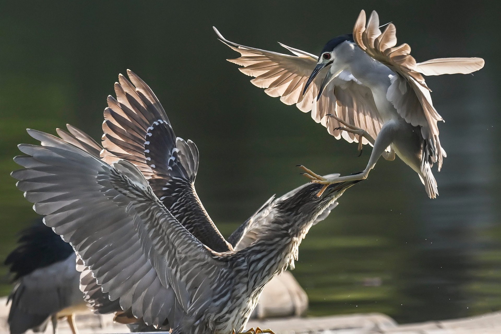 摄影师精华 (2).jpg