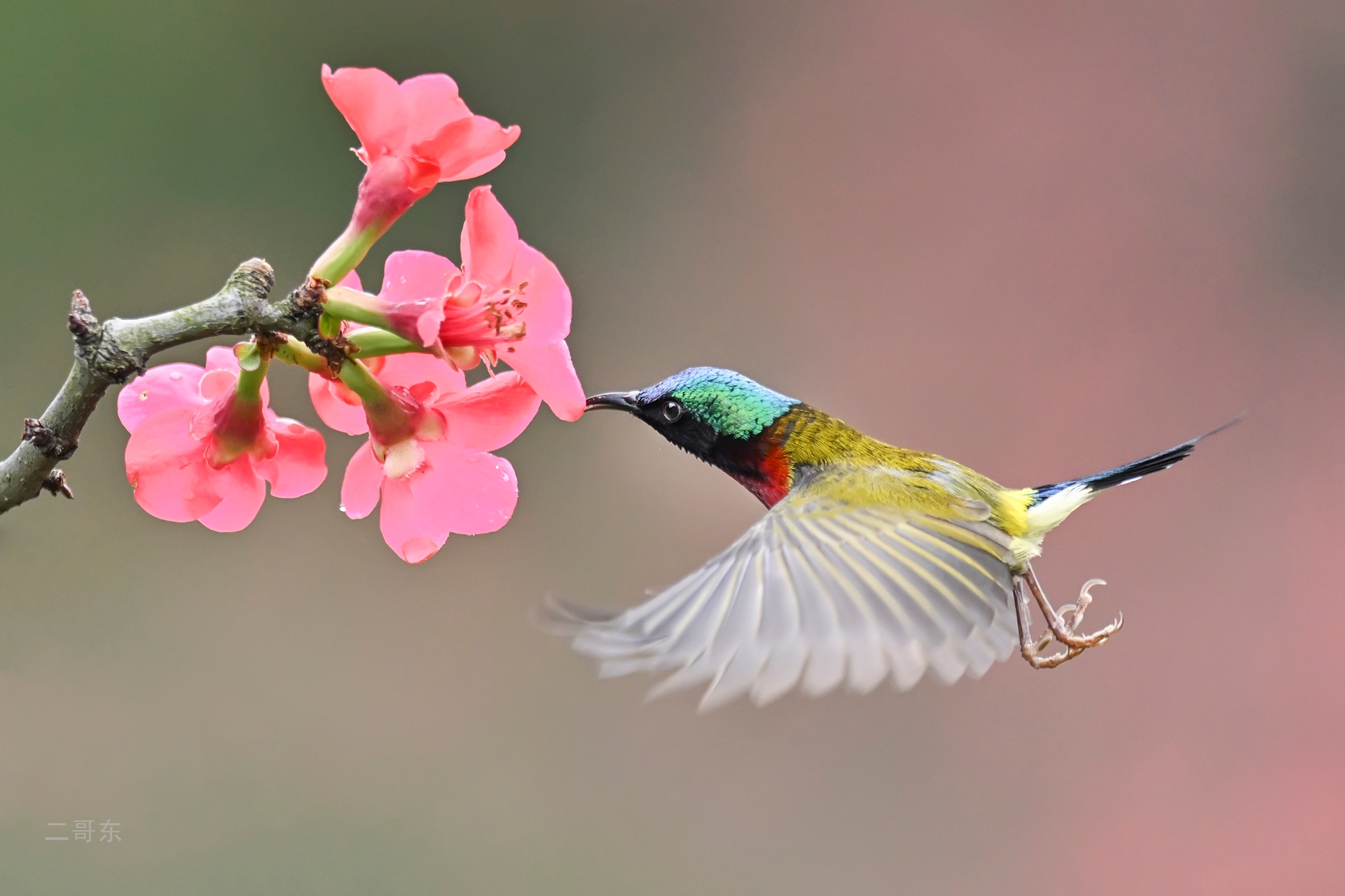 小鸟喜迎春 (2).jpg