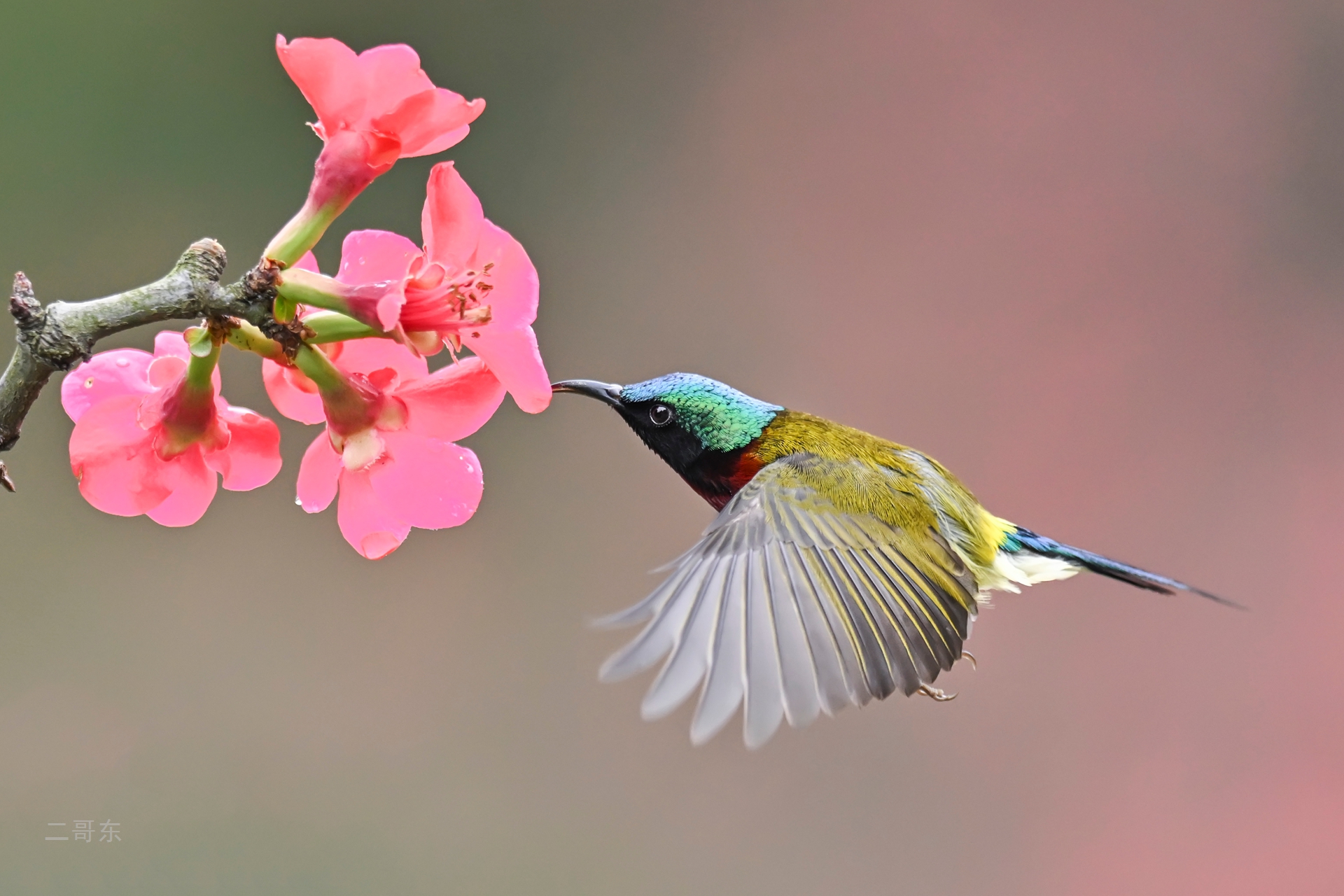 小鸟喜迎春 (3).jpg