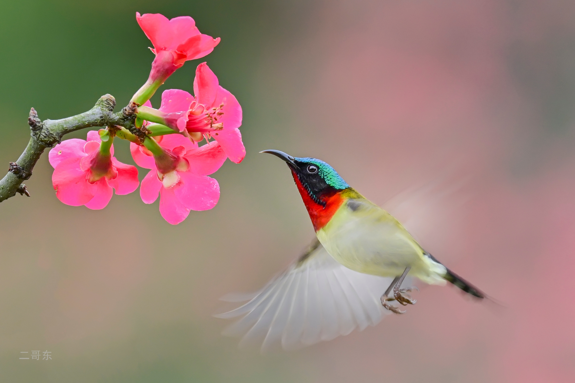 小鸟喜迎春 (4).jpg