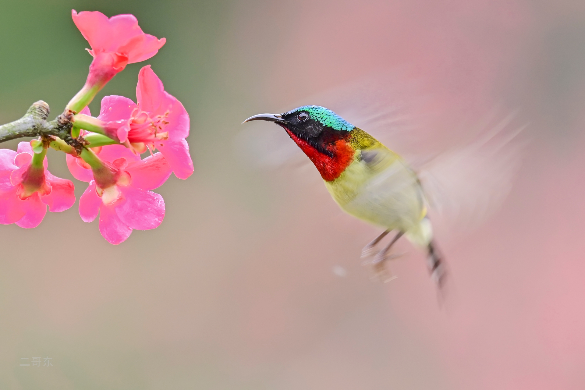 小鸟喜迎春 (7).jpg