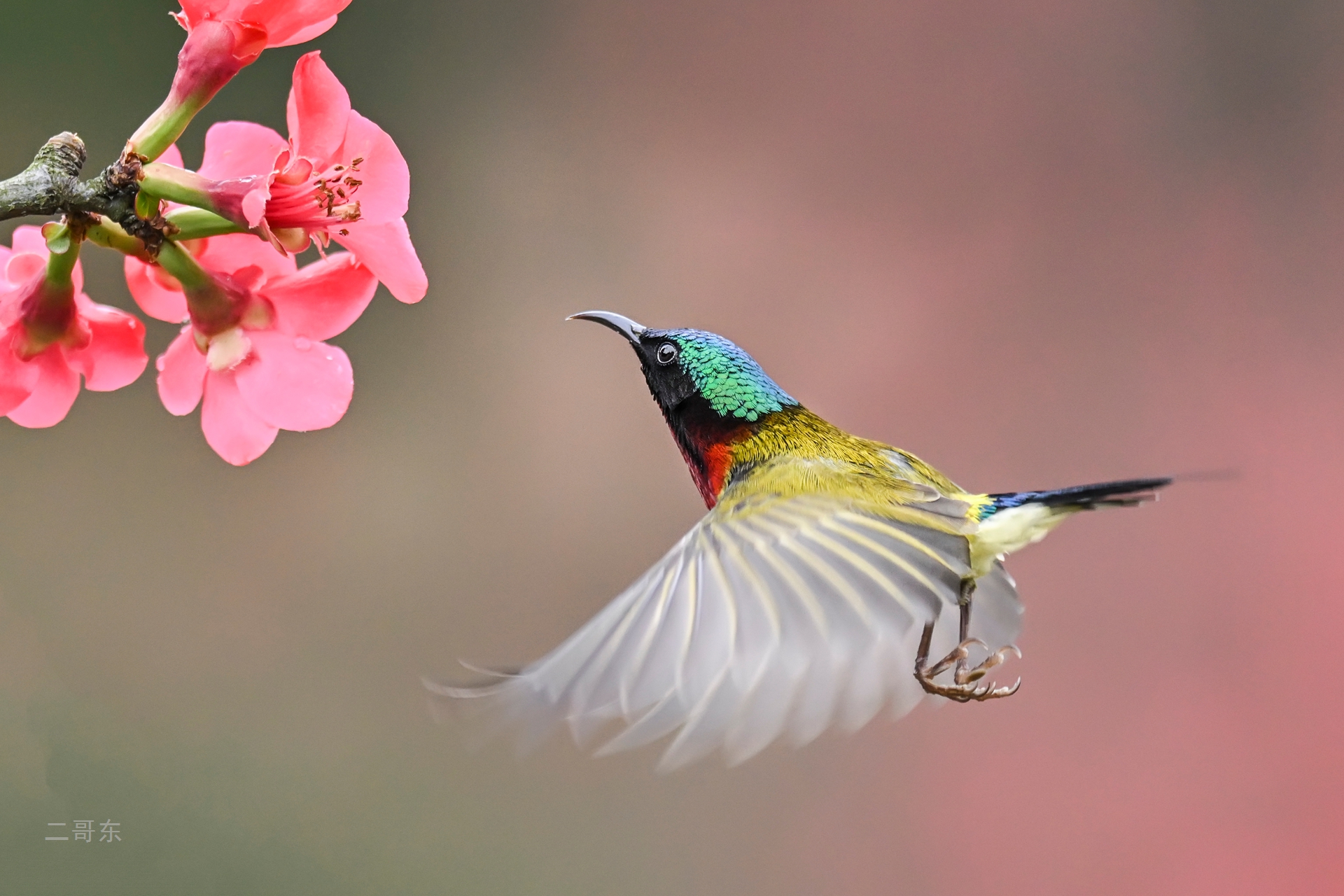 小鸟喜迎春 (9).jpg