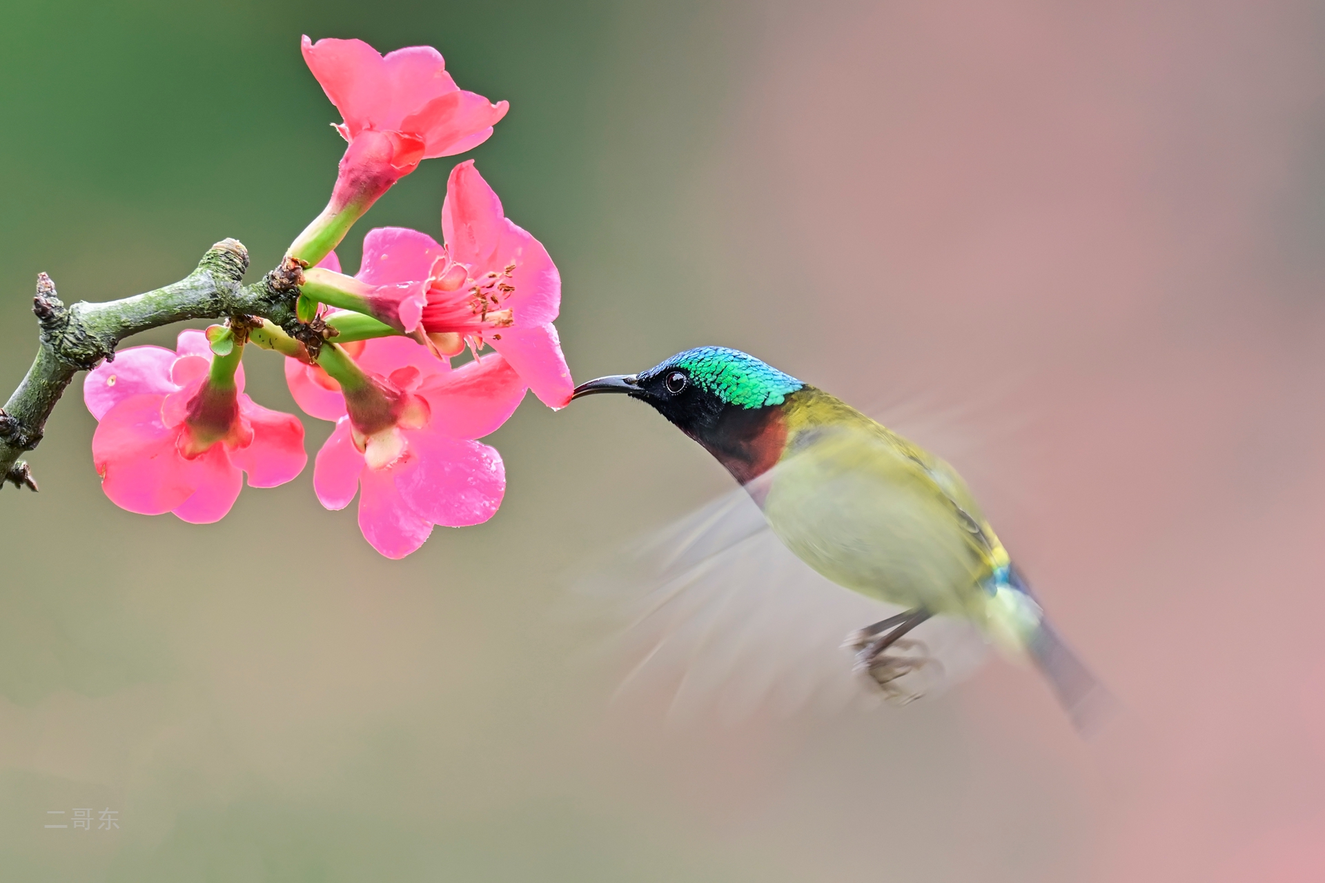 小鸟喜迎春 (8).jpg