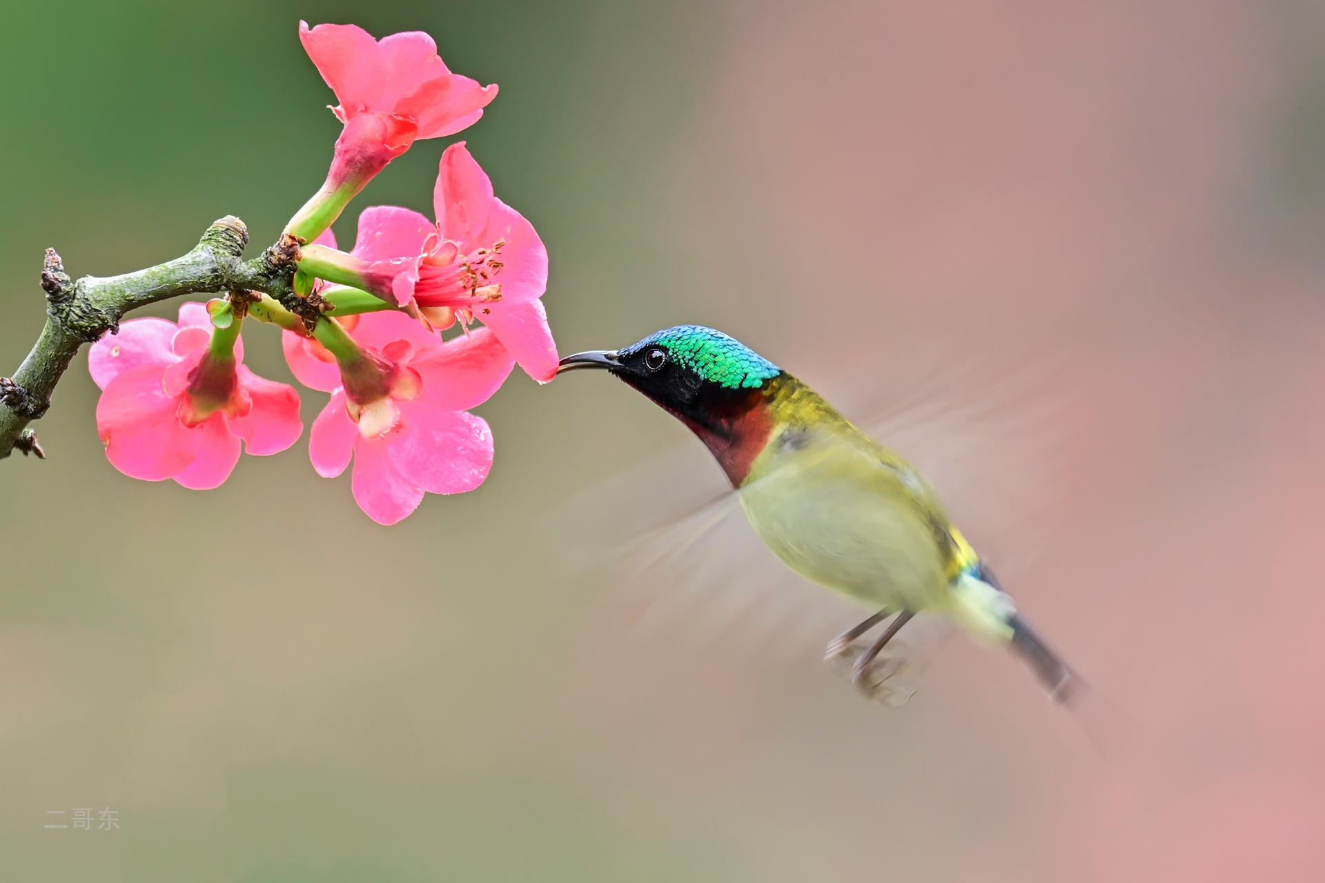 小鸟喜迎春 (10).jpg