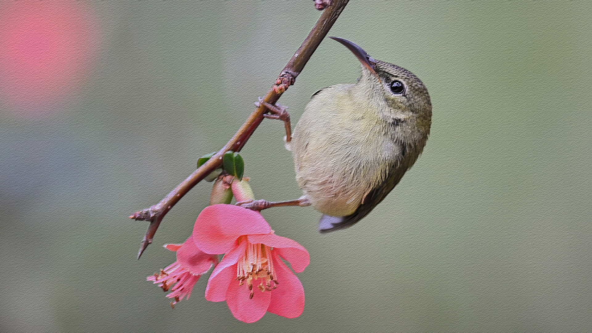 太阳鸟 (3)_副本.jpg