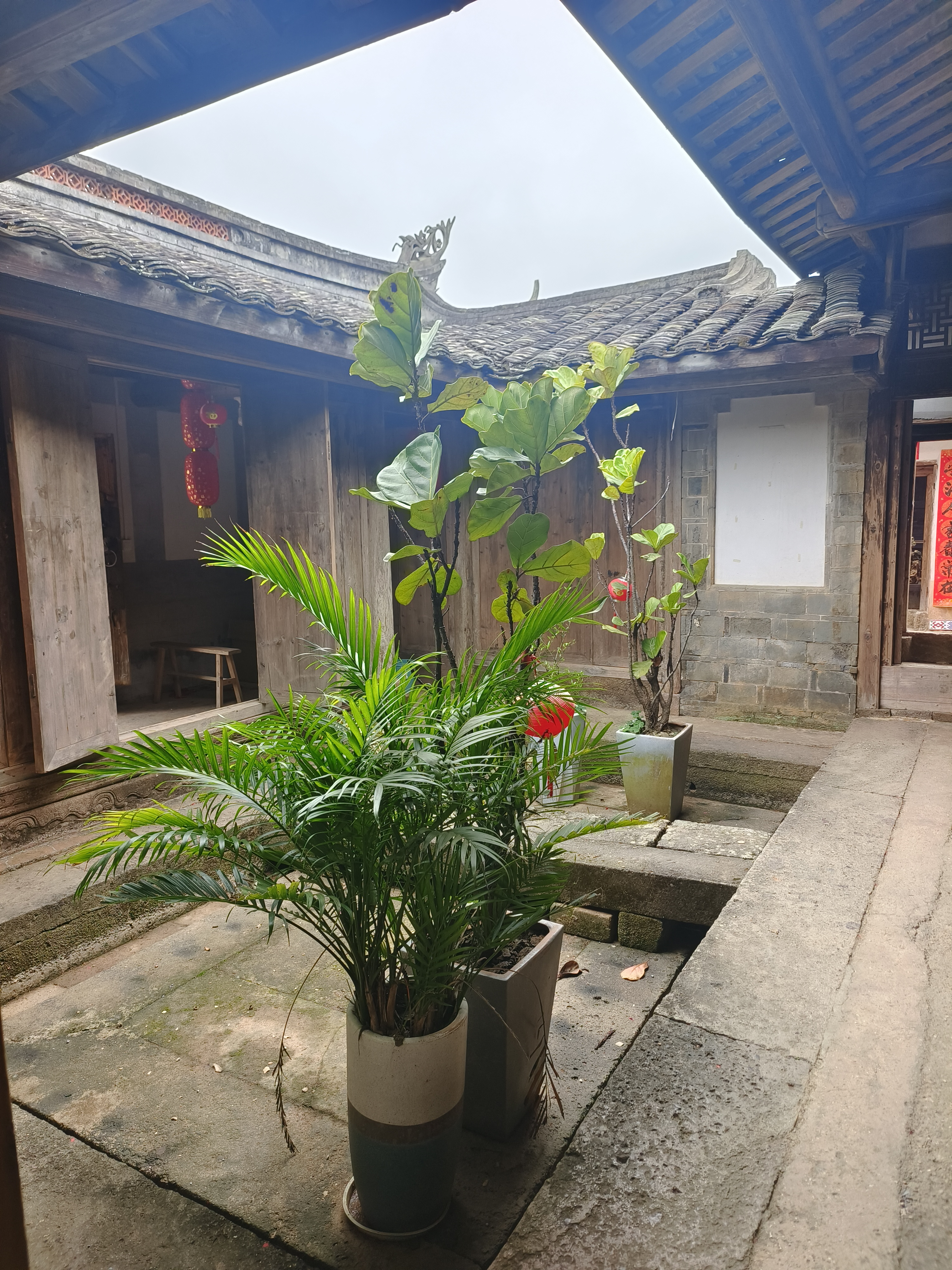 厅堂的盆栽非常漂亮