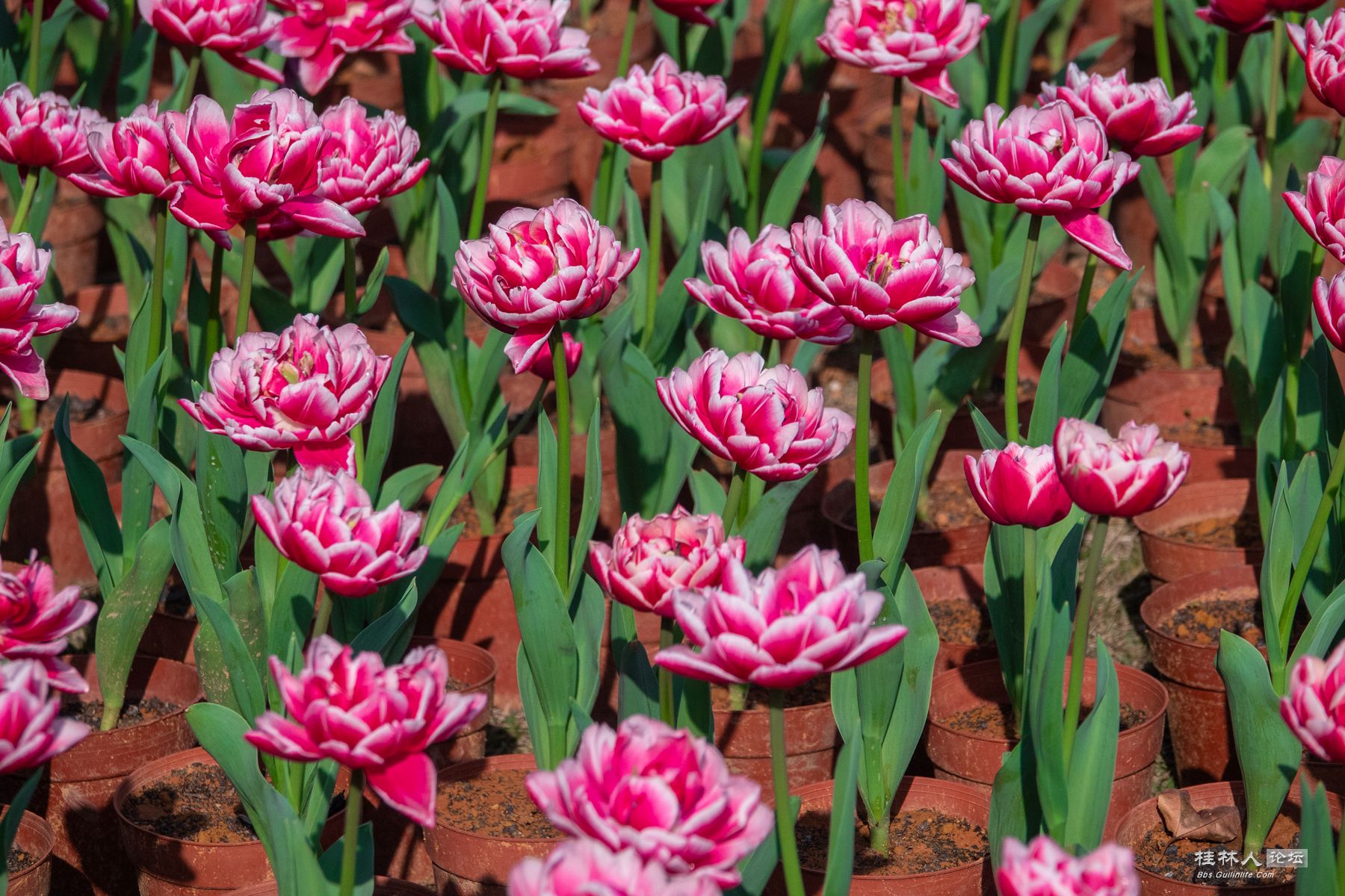 DSC00530-0 - 副本.jpg