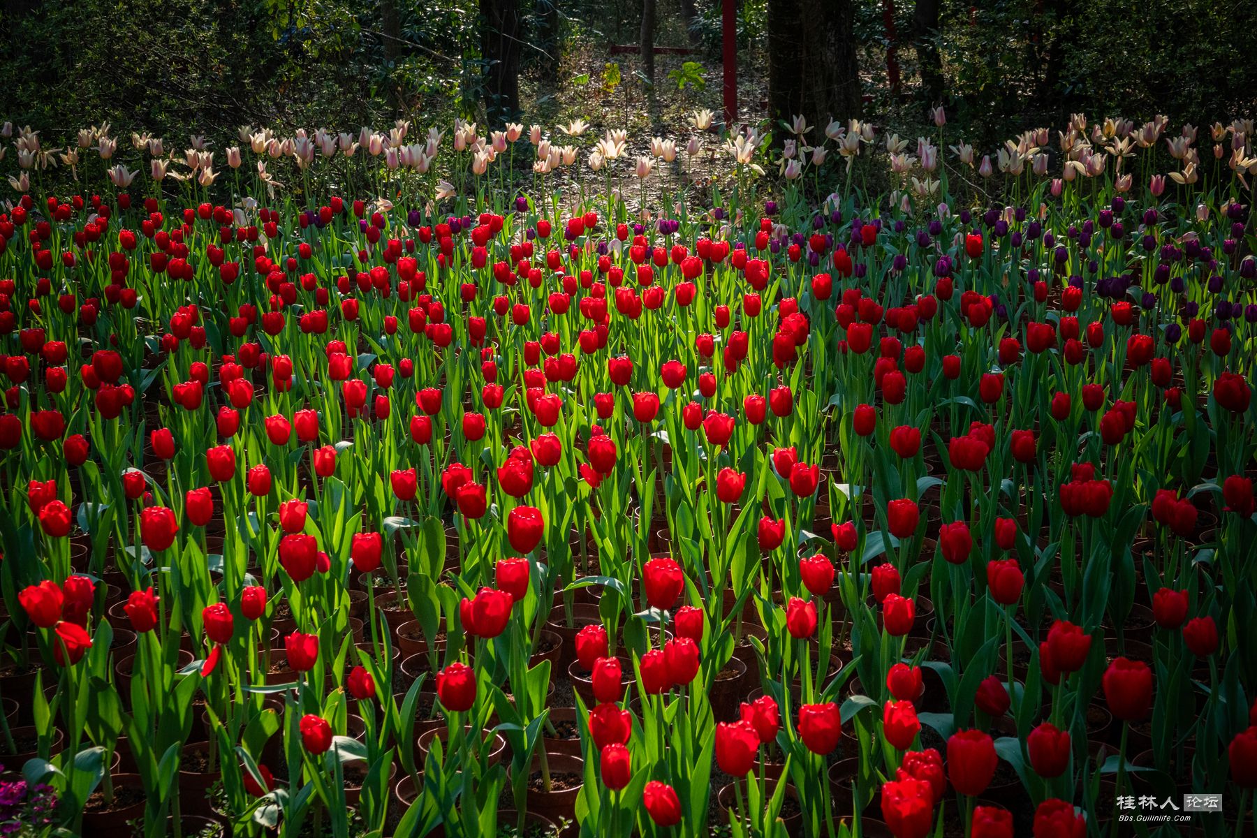 DSC00559-0 - 副本.jpg