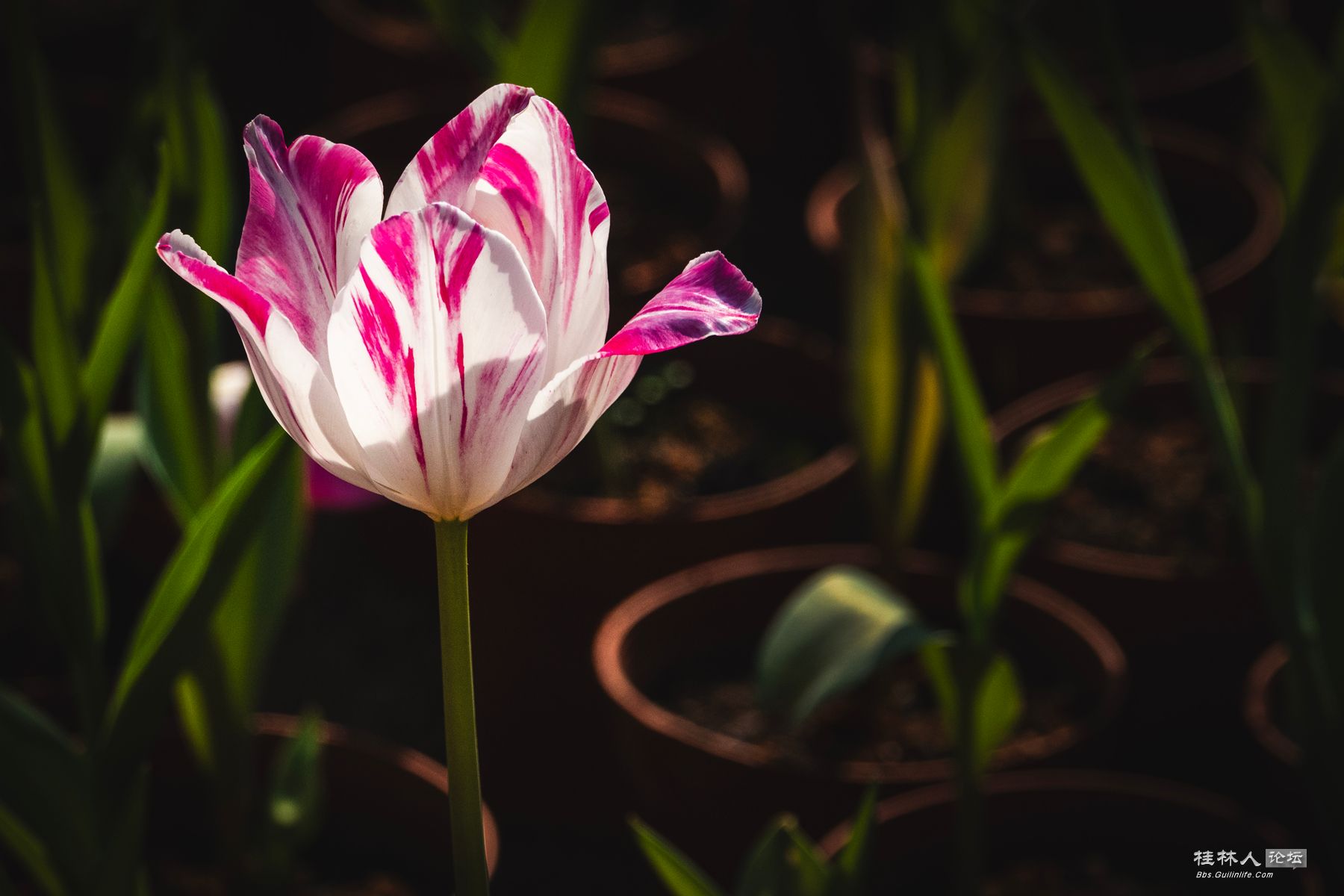 DSC00479-0 - 副本.jpg