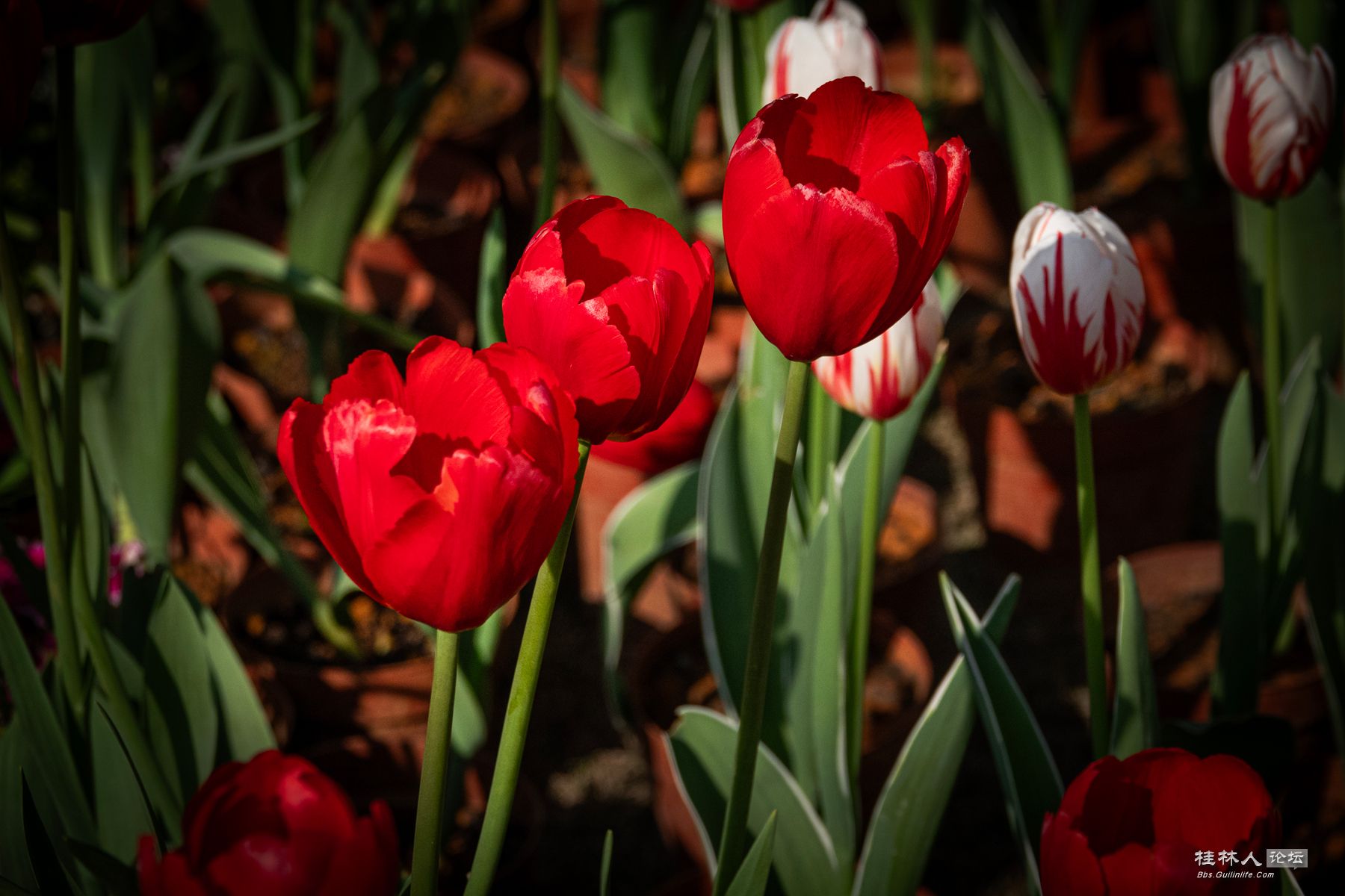 DSC00494-0 - 副本.jpg