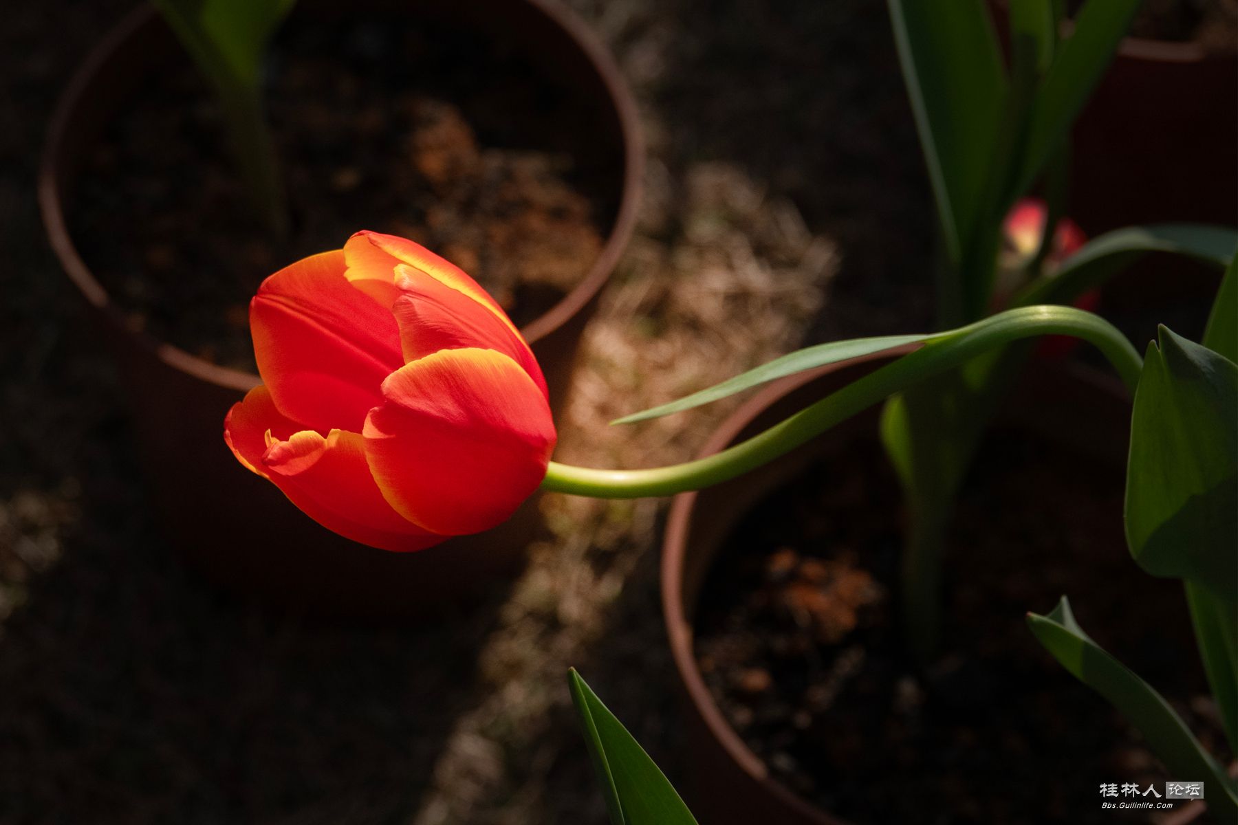 DSC00518-0 - 副本.jpg