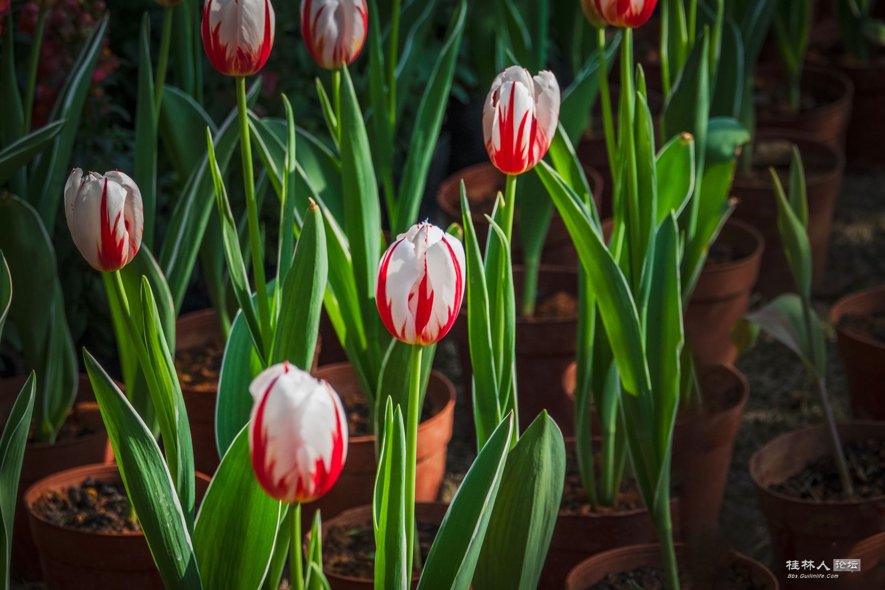 DSC00520-0 - 副本.jpg