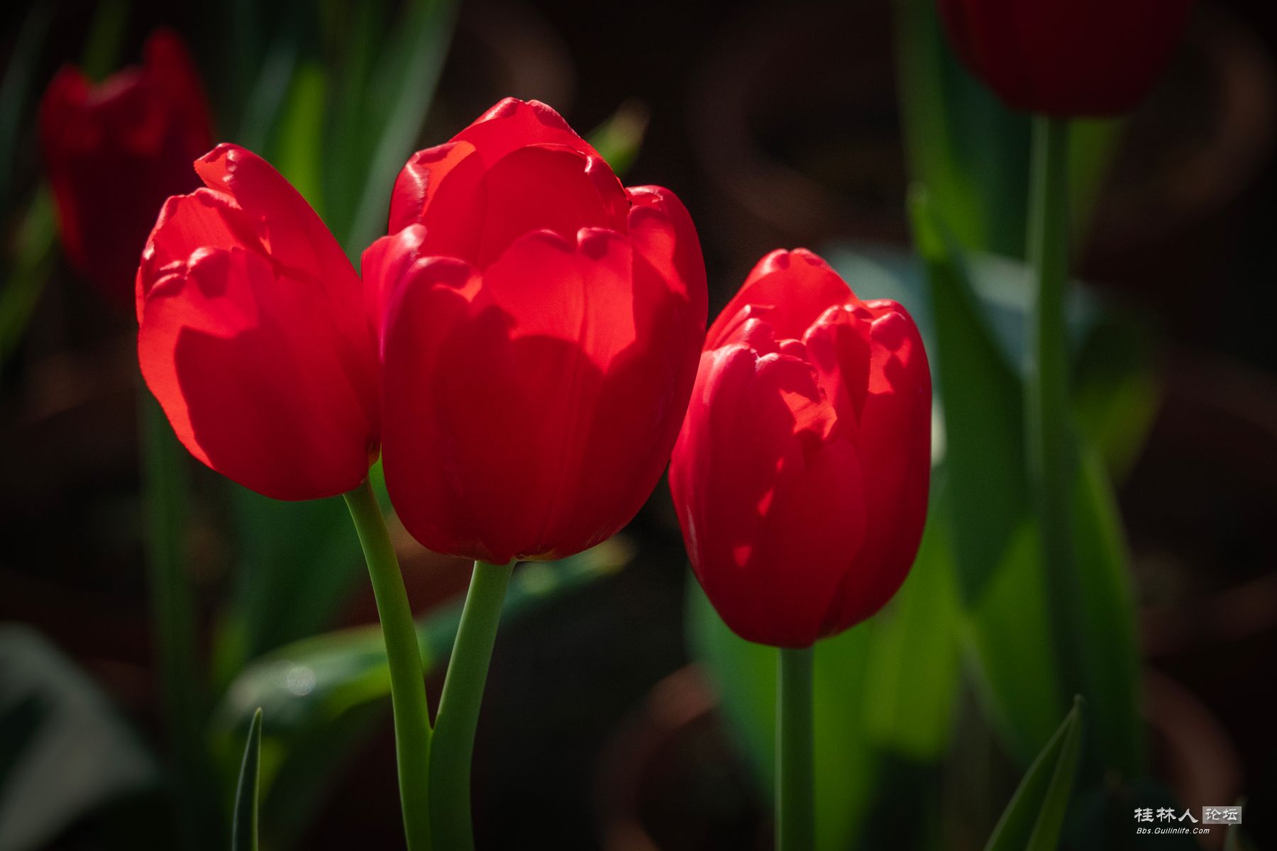 DSC00554-0 - 副本.jpg