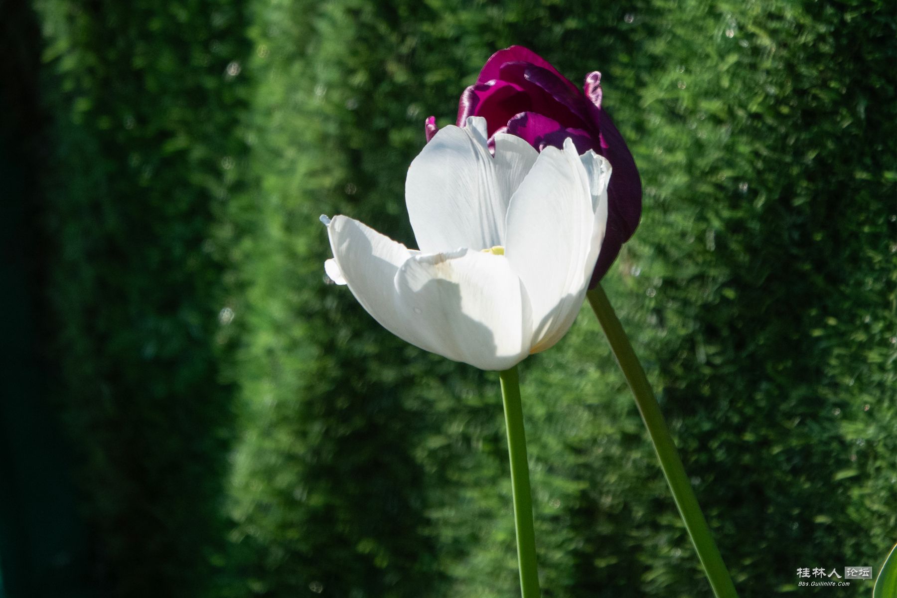 DSC00616-0 - 副本.jpg