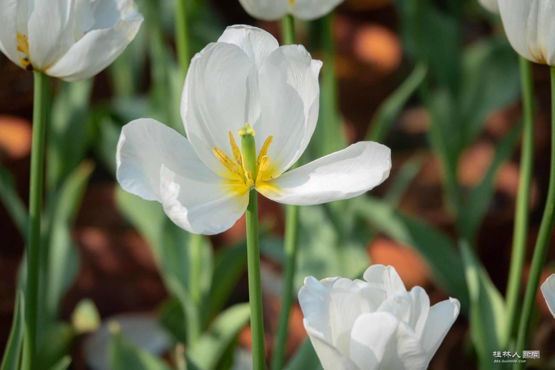 DSC00619-0 - 副本.jpg