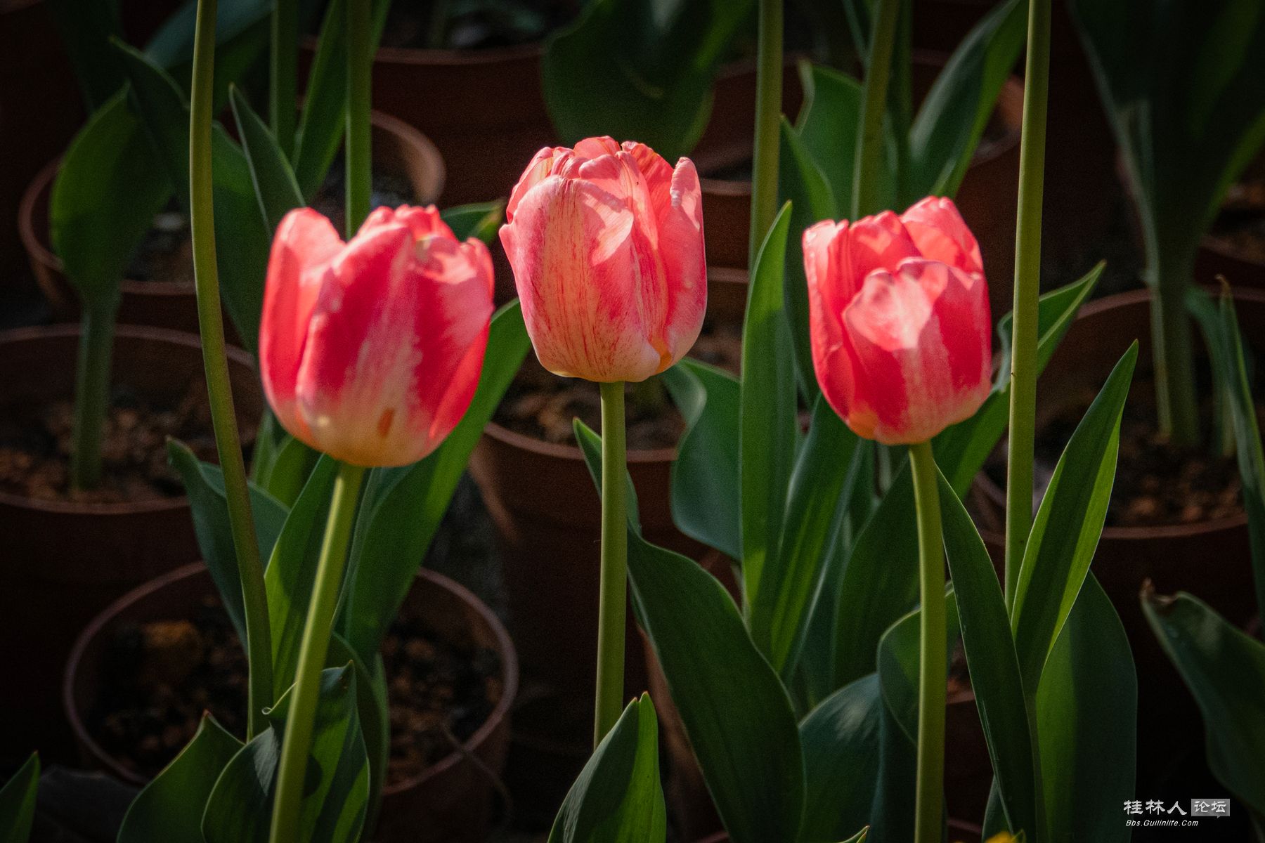 DSC00629-0 - 副本.jpg