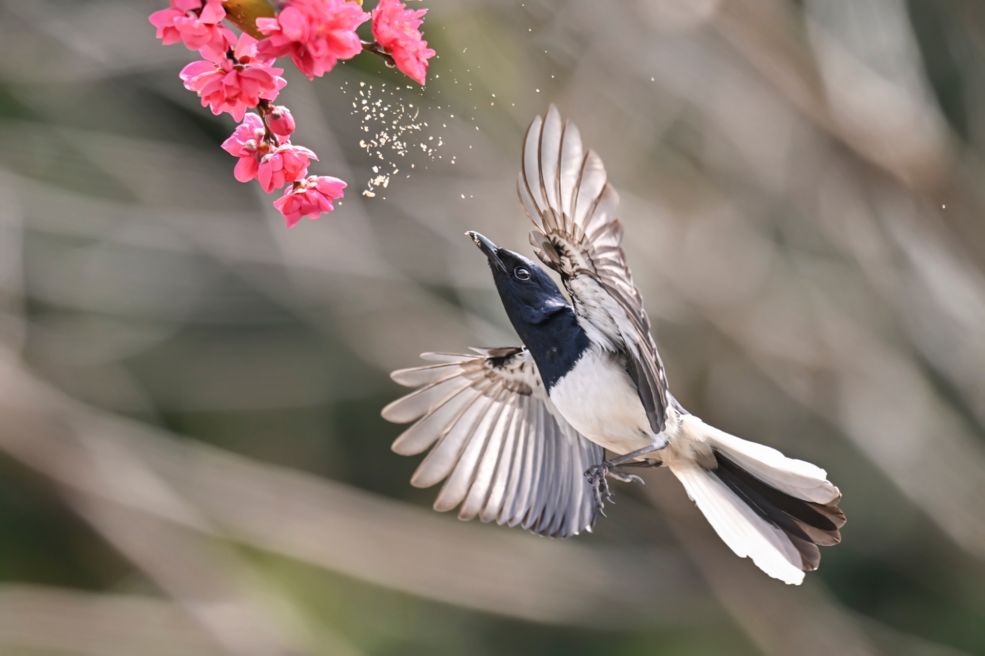 鹊鴝戏桃花 (2).jpg