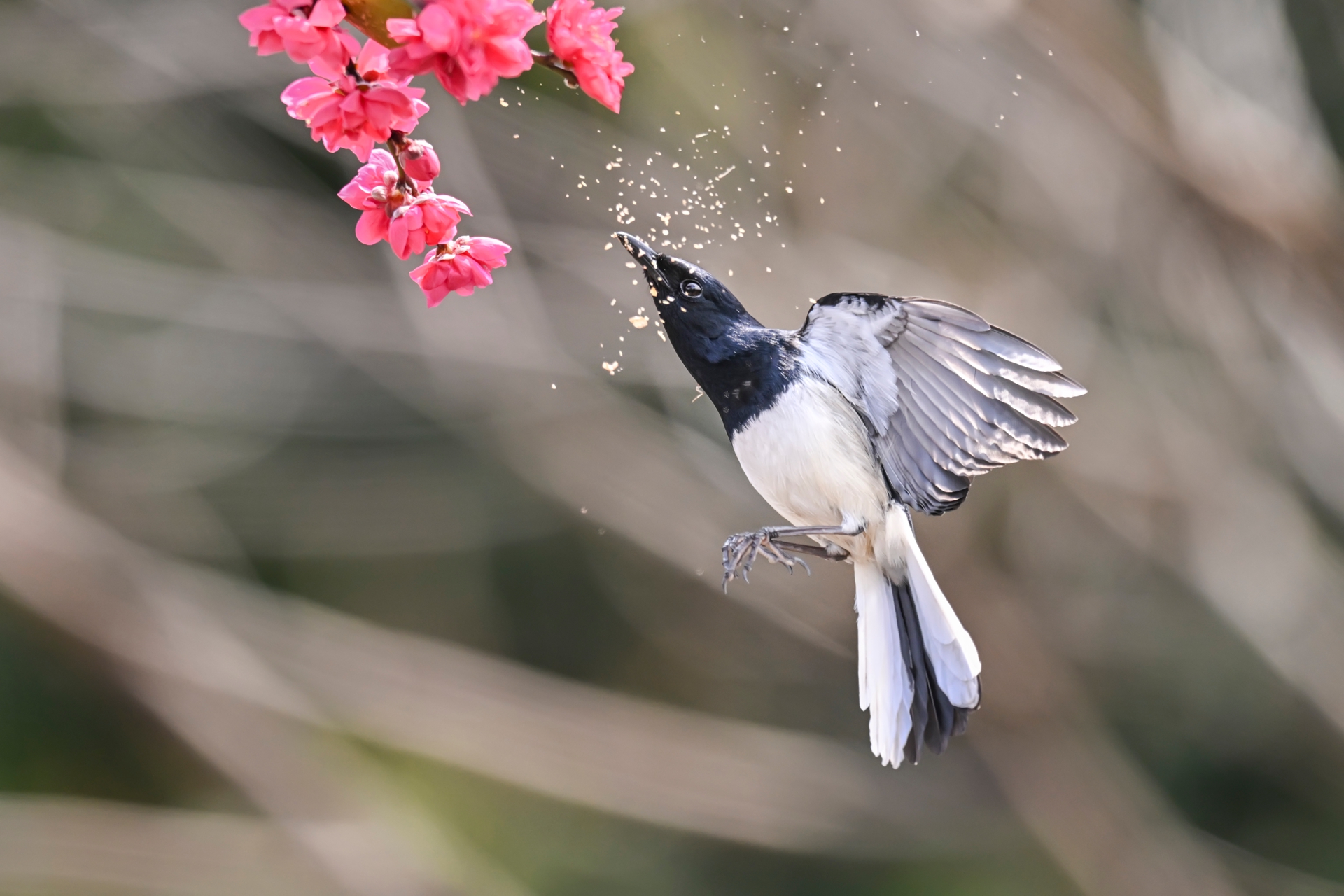 鹊鴝戏桃花 (3).jpg