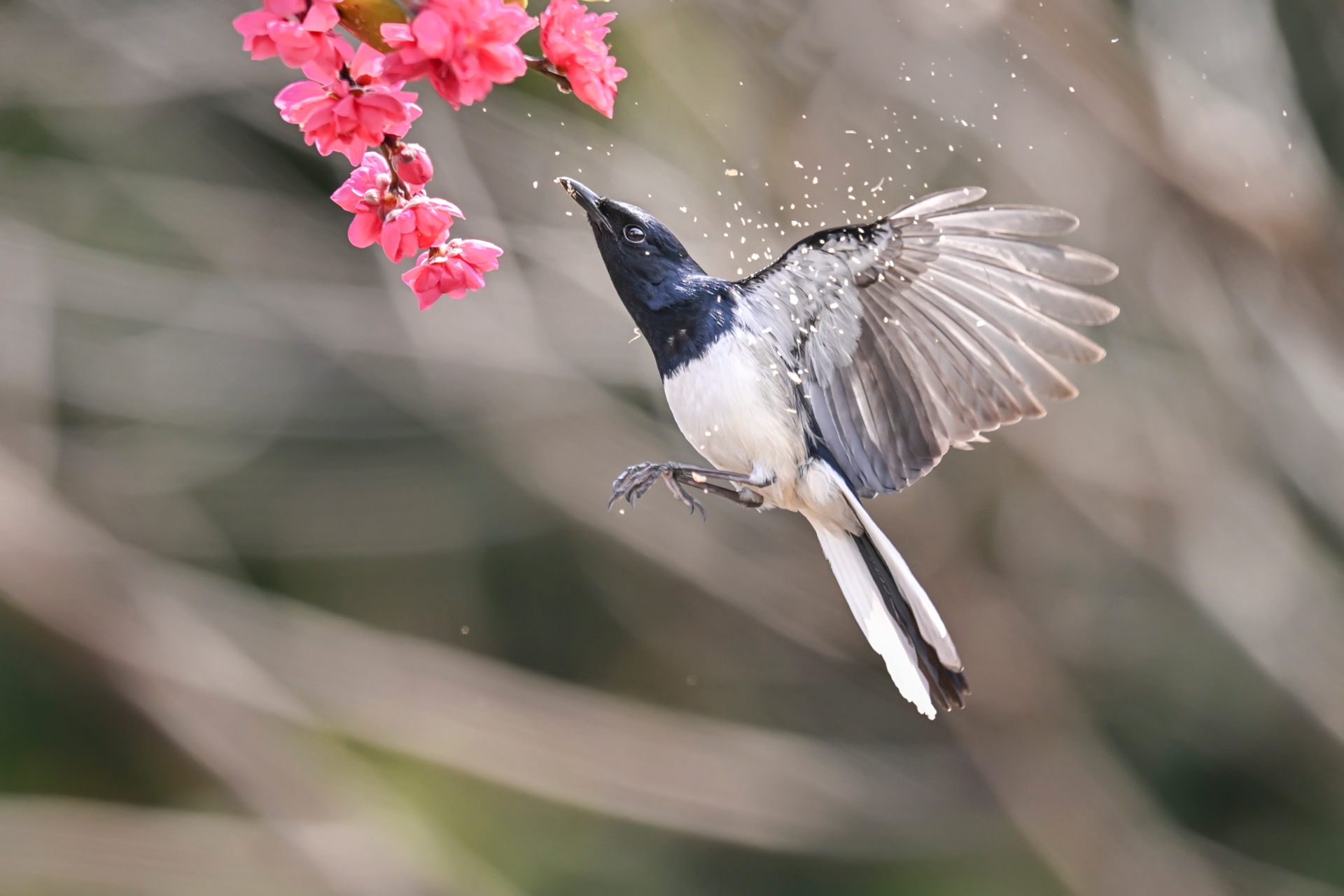 鹊鴝戏桃花 (4).jpg