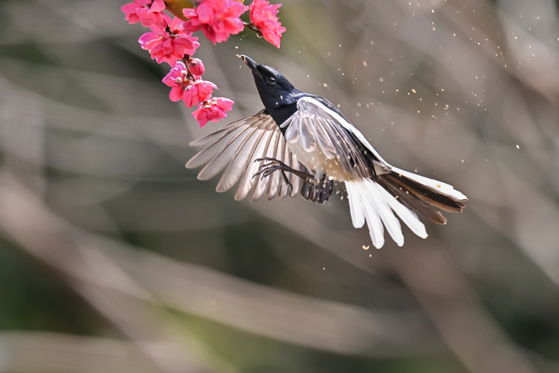 鹊鴝戏桃花 (5).jpg