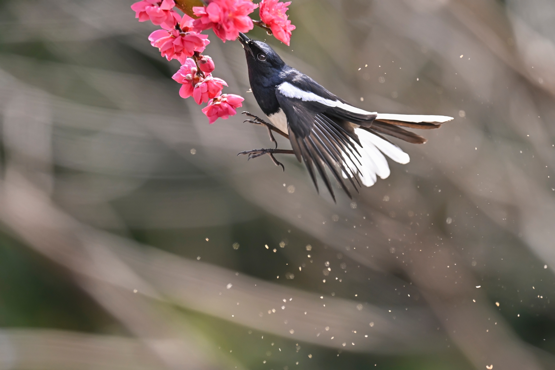 鹊鴝戏桃花 (7).jpg