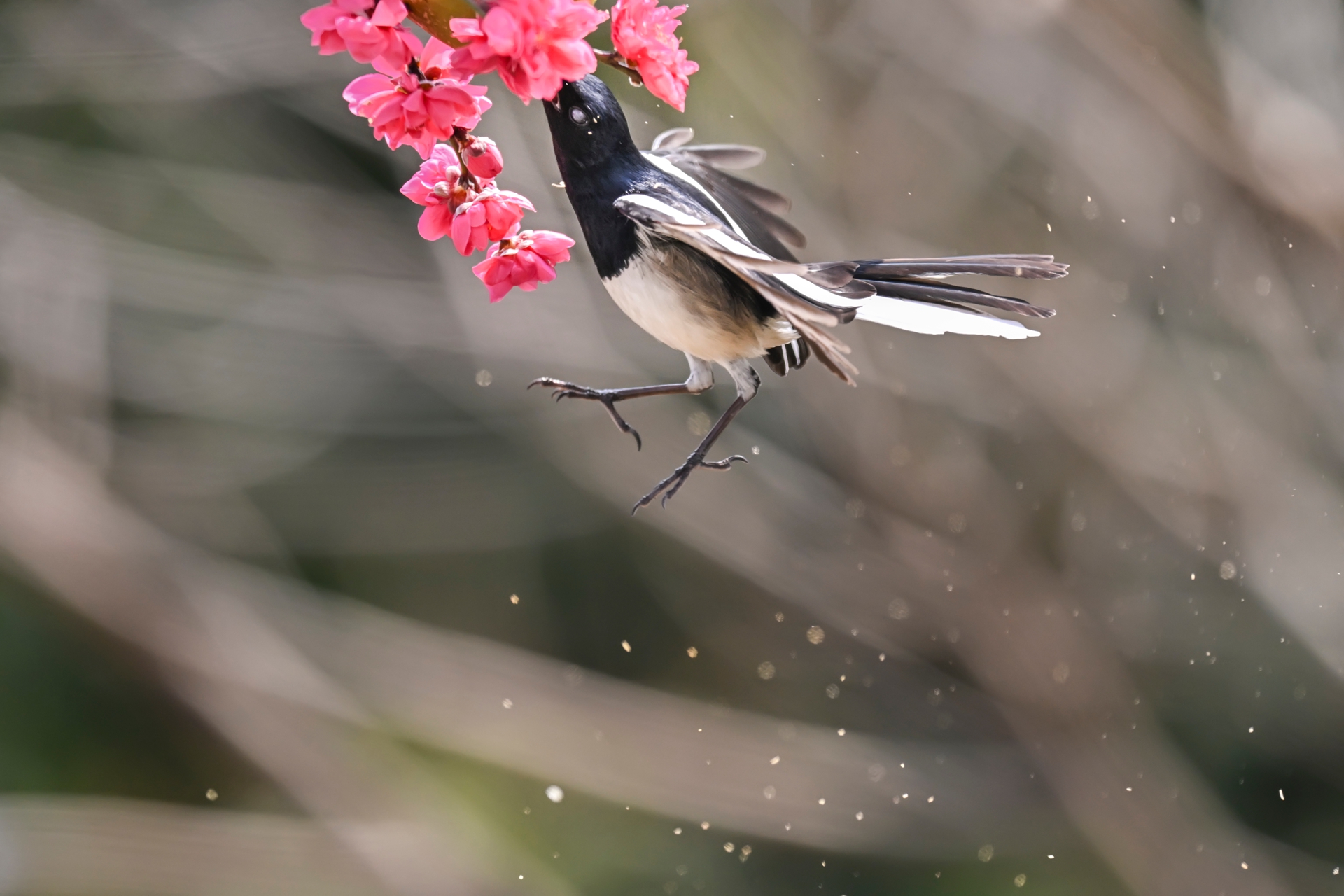 鹊鴝戏桃花 (8).jpg